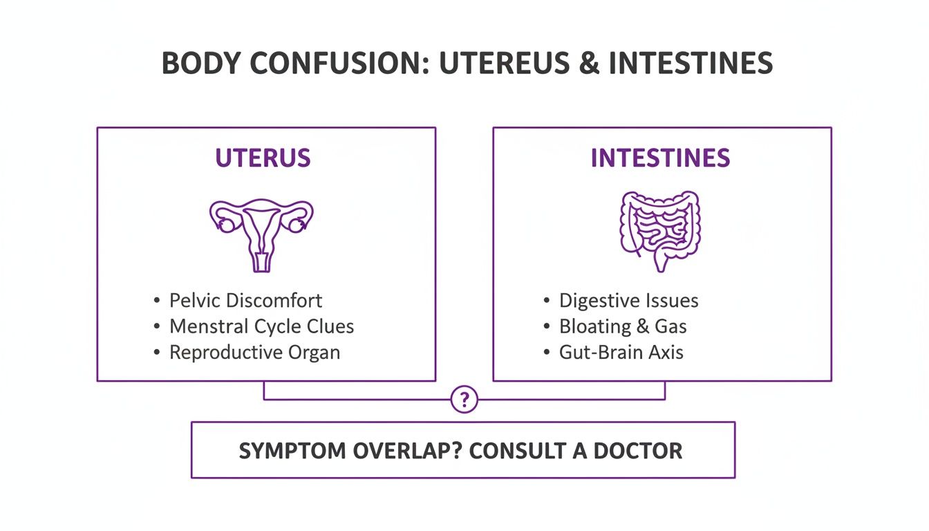 Infographic comparing uterus and intestine symptoms, highlighting potential overlap and advising medical consultation.