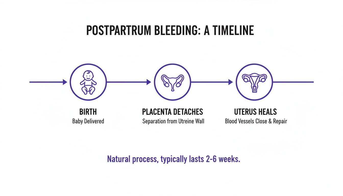 A timeline illustrating postpartum bleeding stages: birth, placenta detaches, and uterus heals, lasting 2-6 weeks.