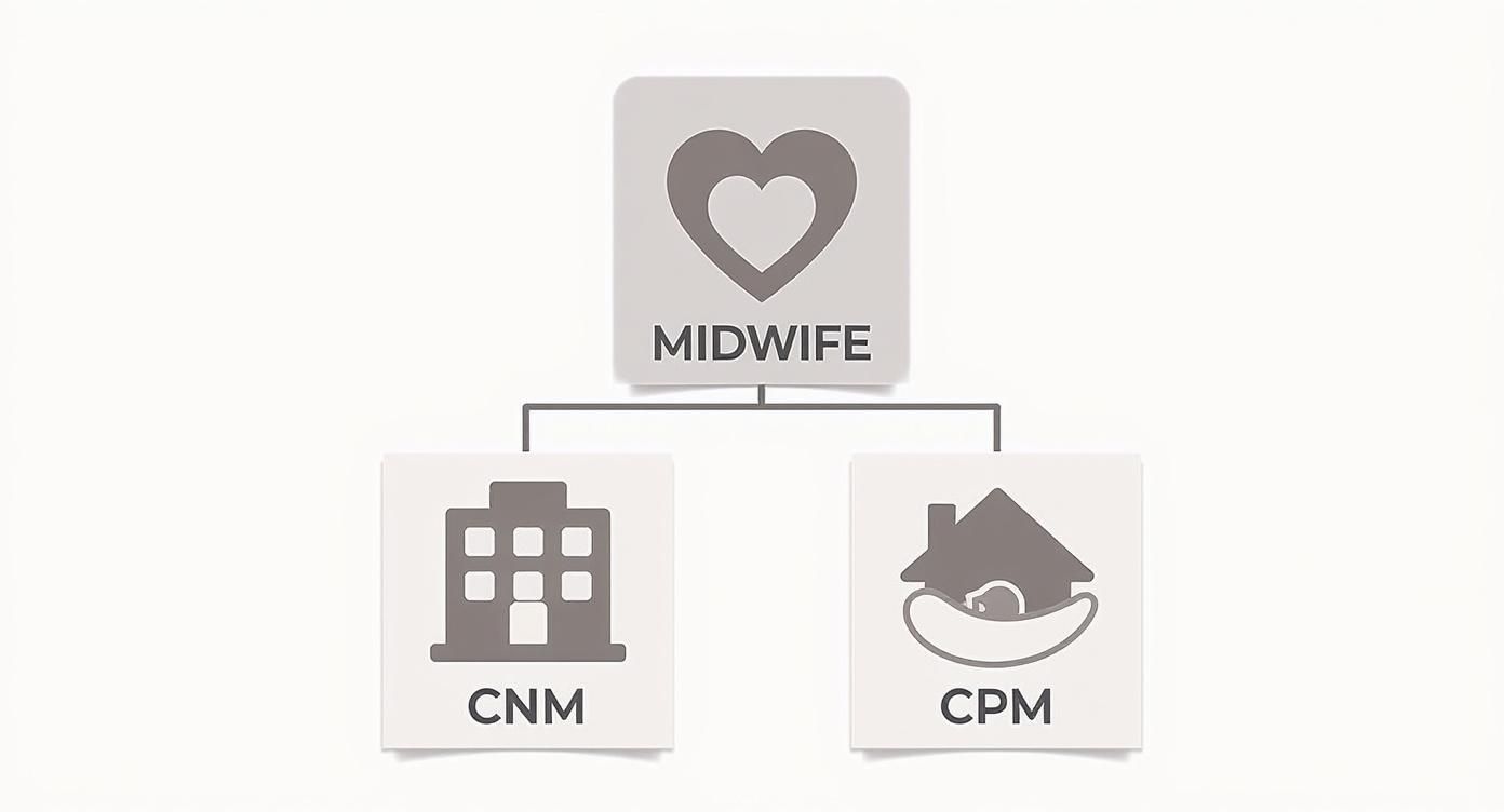 Infographic about how to find a midwife