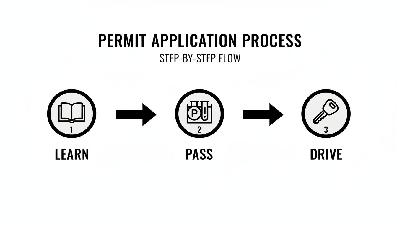 A step-by-step flow diagram illustrating the permit application process: Learn, Pass, Drive.