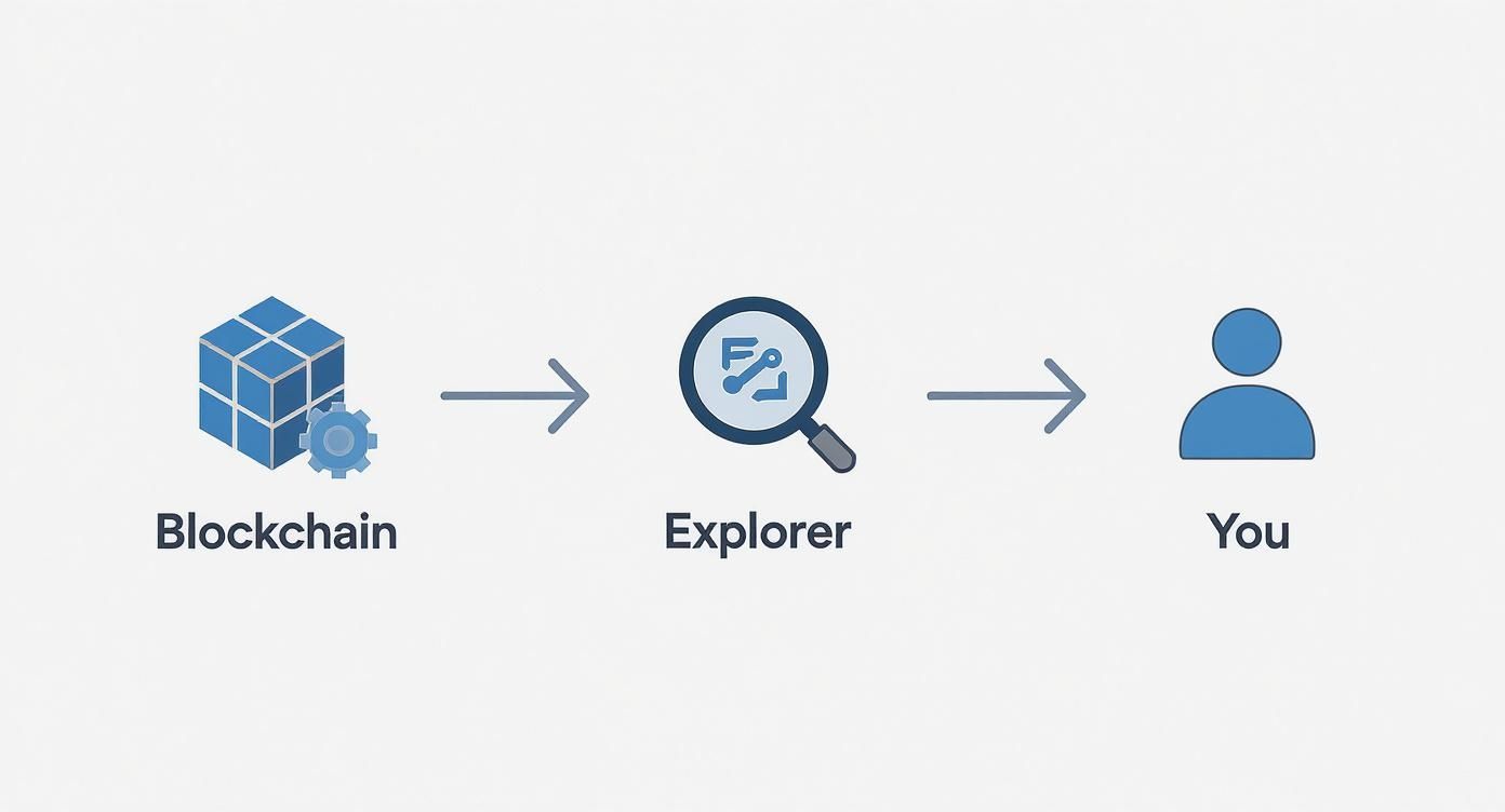 Infographic about what is a blockchain explorer