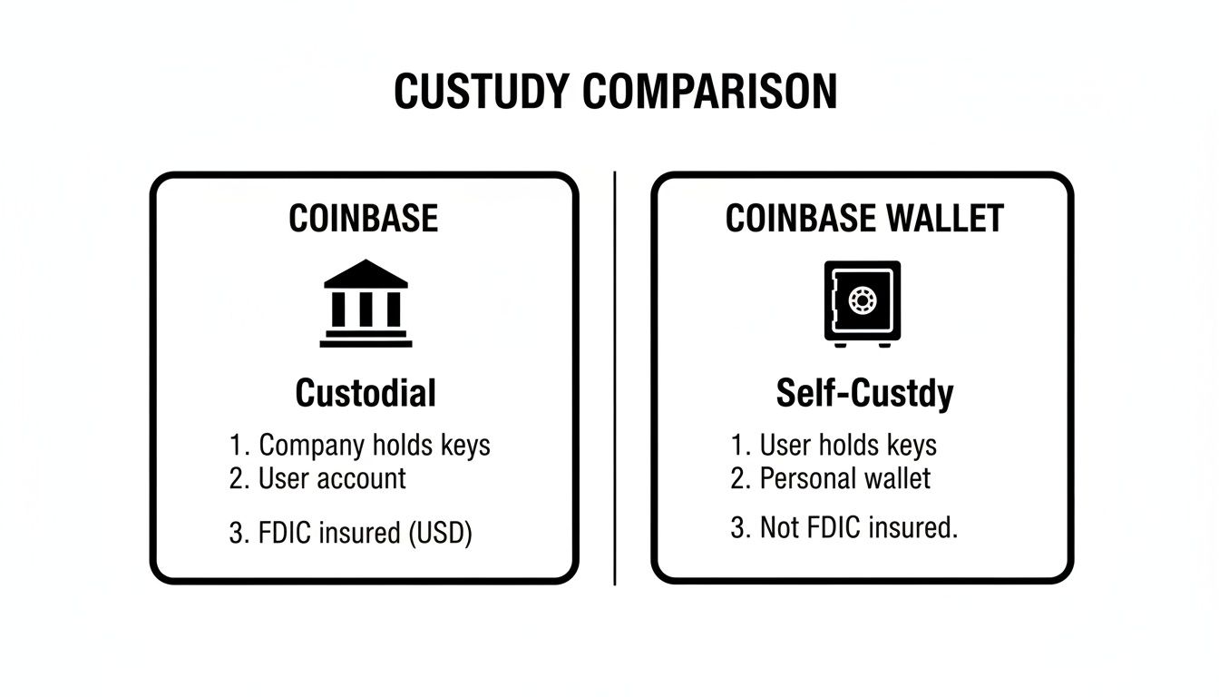 Comparison of Coinbase and Coinbase Wallet, detailing custodial vs. self-custody differences, key holdings, and FDIC insurance.