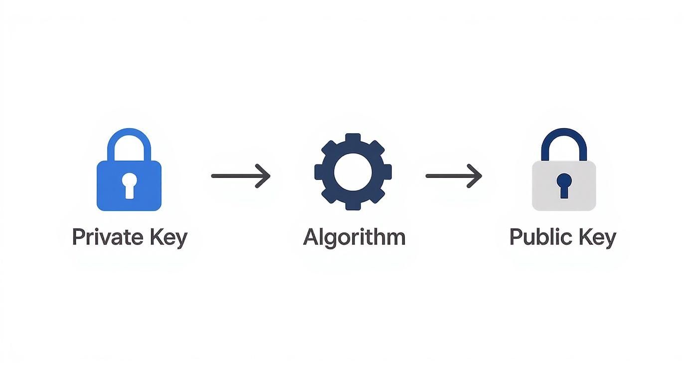 A diagram showing a private key transforming into a public key via an algorithm.