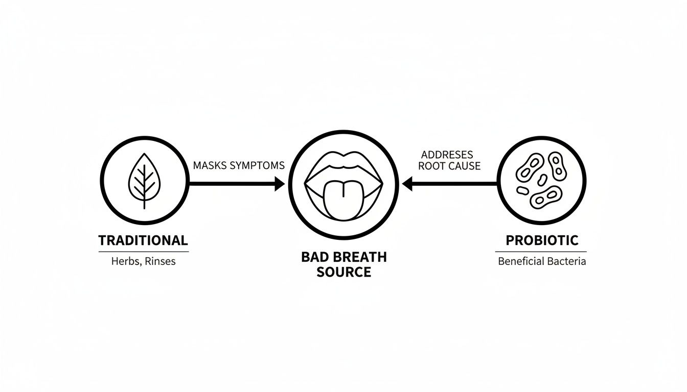 Diagram illustrating how traditional methods mask bad breath symptoms, while probiotics address the root cause with beneficial bacteria.