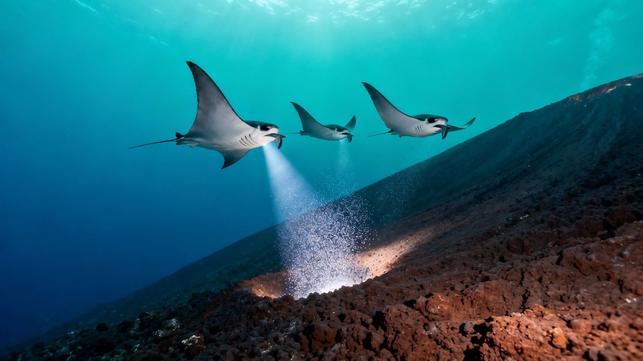 Three majestic manta rays swim gracefully, one illuminates an underwater rocky seabed with a light beam.