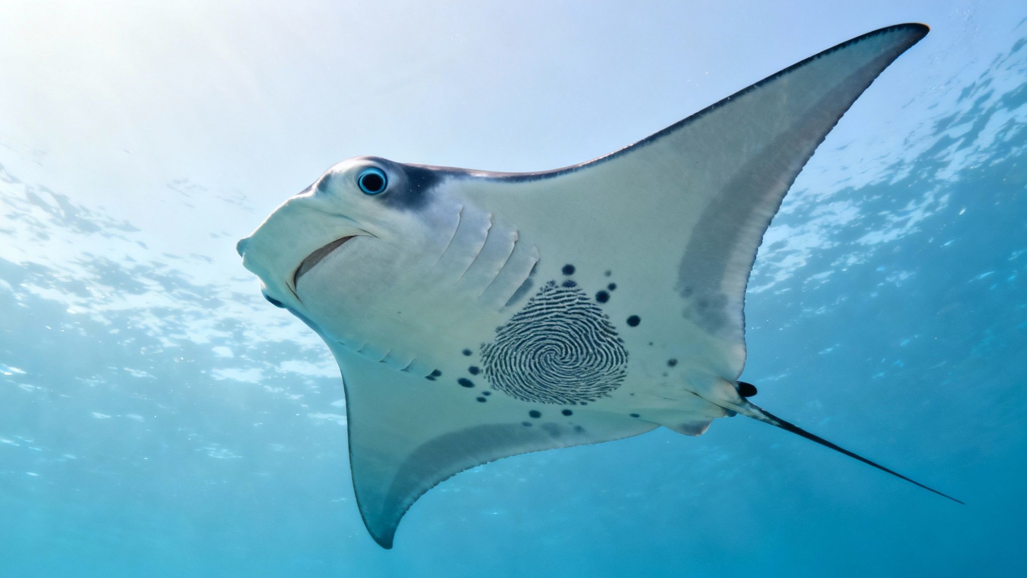 An oceanic manta ray with a distinctive swirl pattern on its belly swims underwater.