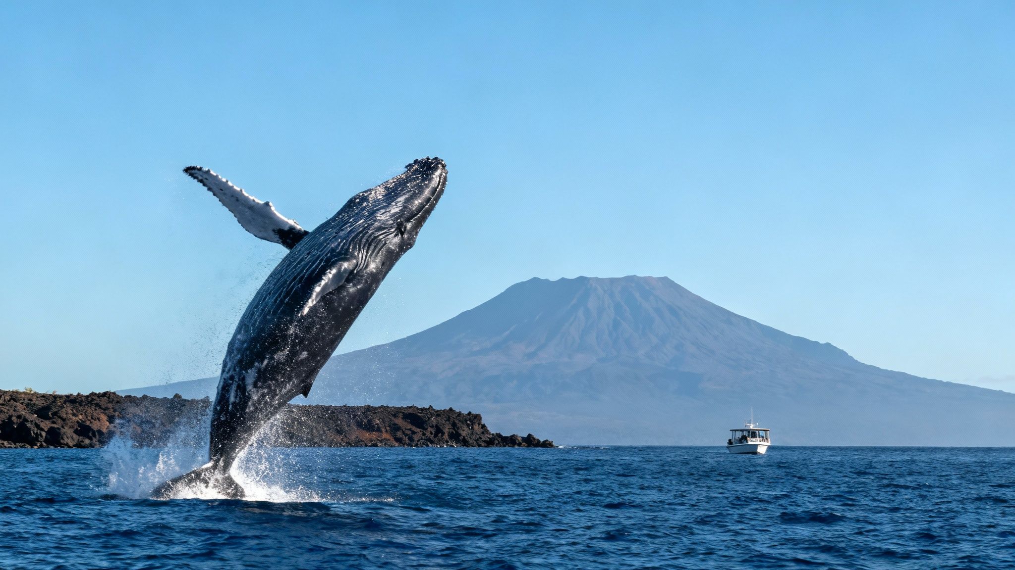 A magnificent humpback whale breaches high out of the blue ocean against a distant volcanic island.