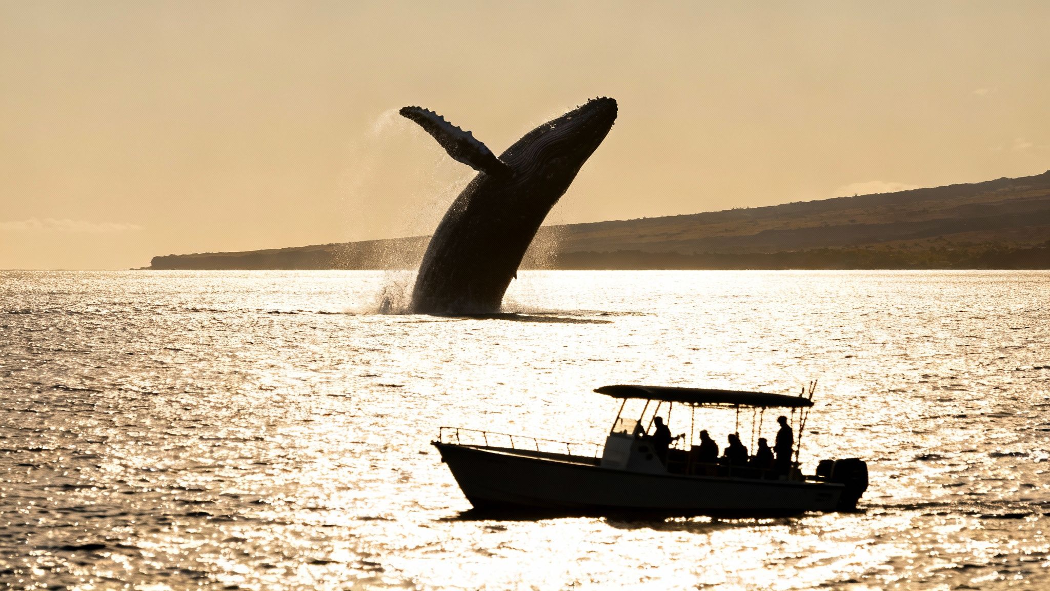 A majestic whale breaches dramatically at sunset, silhouetted against the golden ocean with a small tour boat.