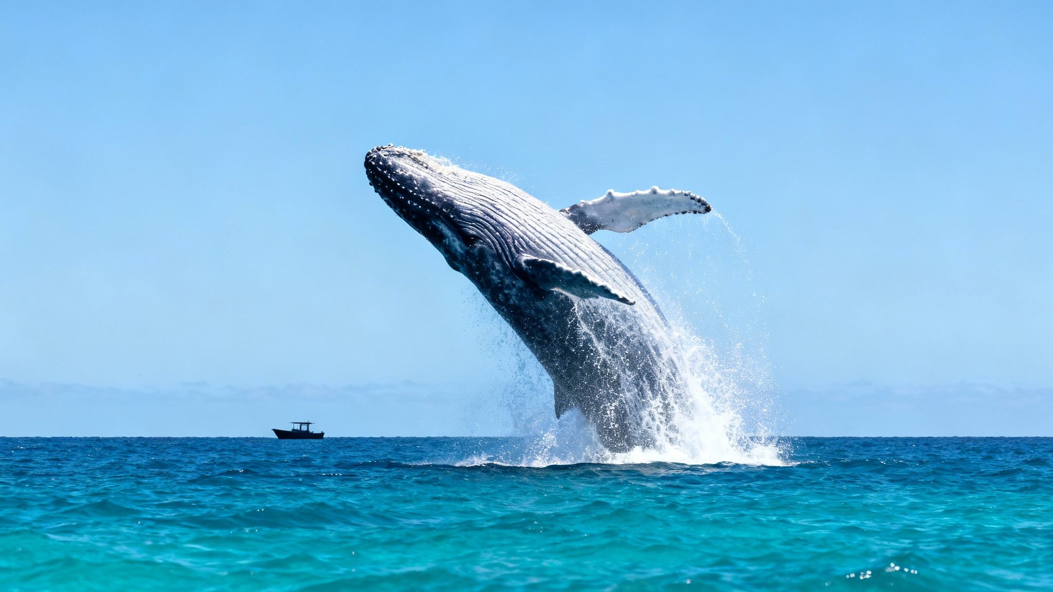 A majestic humpback whale breaches high out of the clear blue ocean, creating a huge splash.