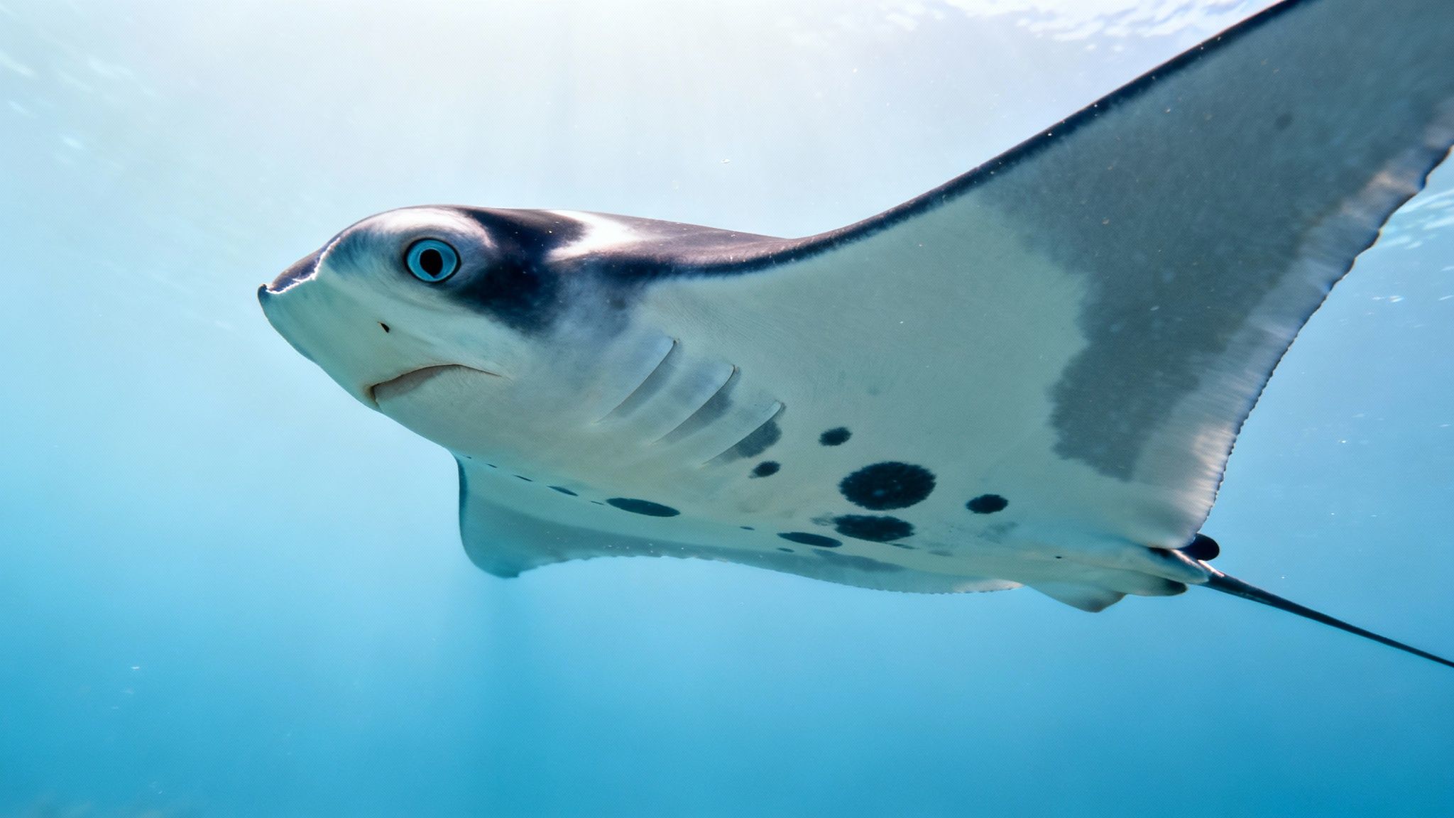 A large manta ray glides gracefully over a coral reef in the clear blue waters of Kona.