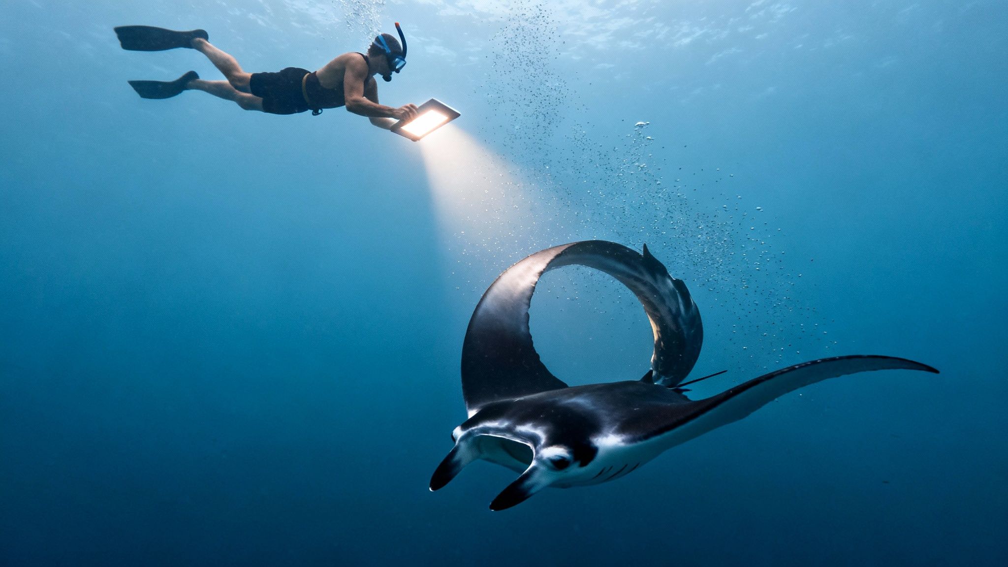 A snorkeler illuminates a majestic manta ray with an underwater light, swimming together in clear blue waters.