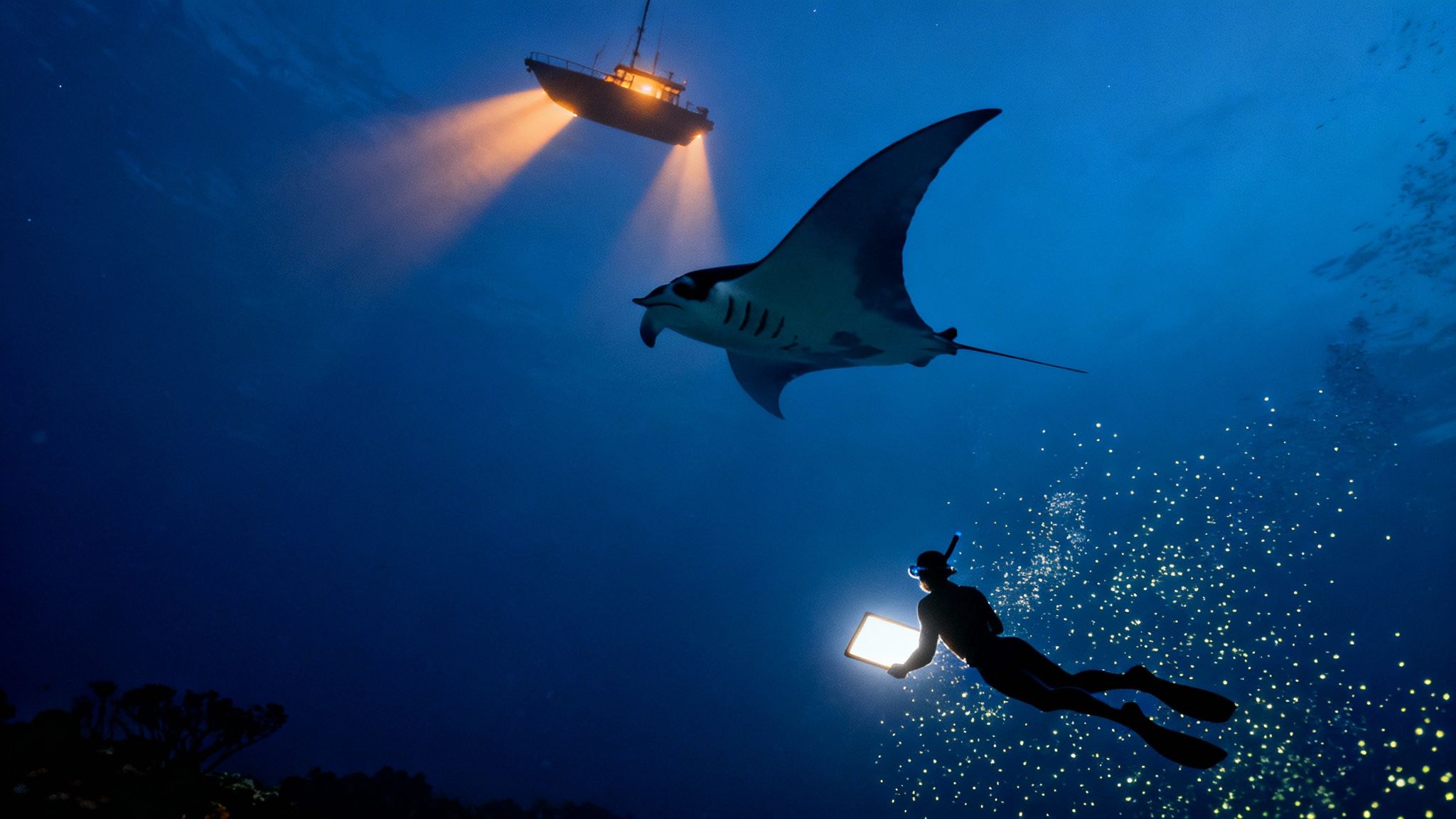 Manta Ray Snorkel Big Island A Guide to Kona's Night Adventure