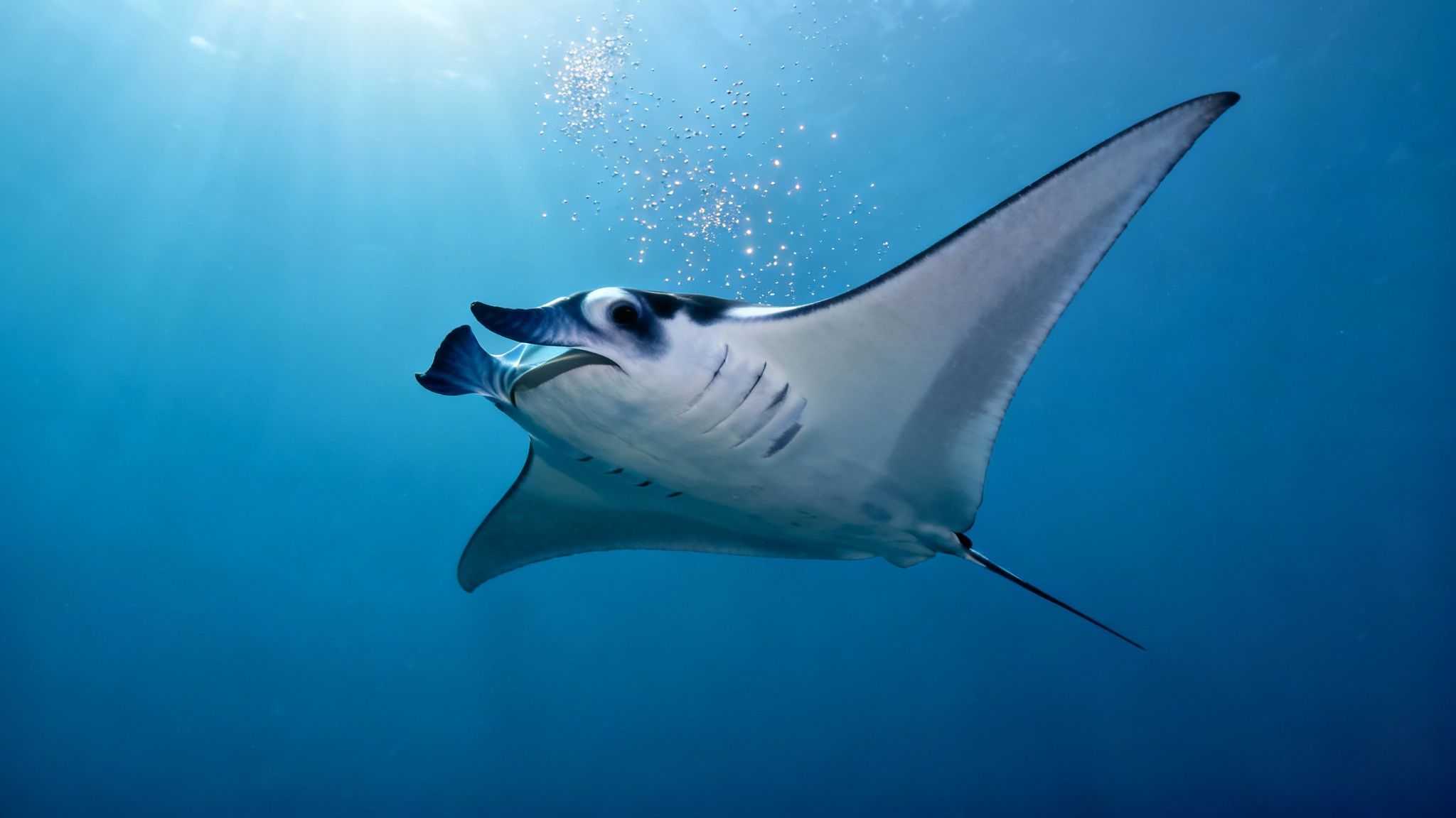 A majestic manta ray swims gracefully underwater, illuminated by sunbeams and surrounded by bubbles.