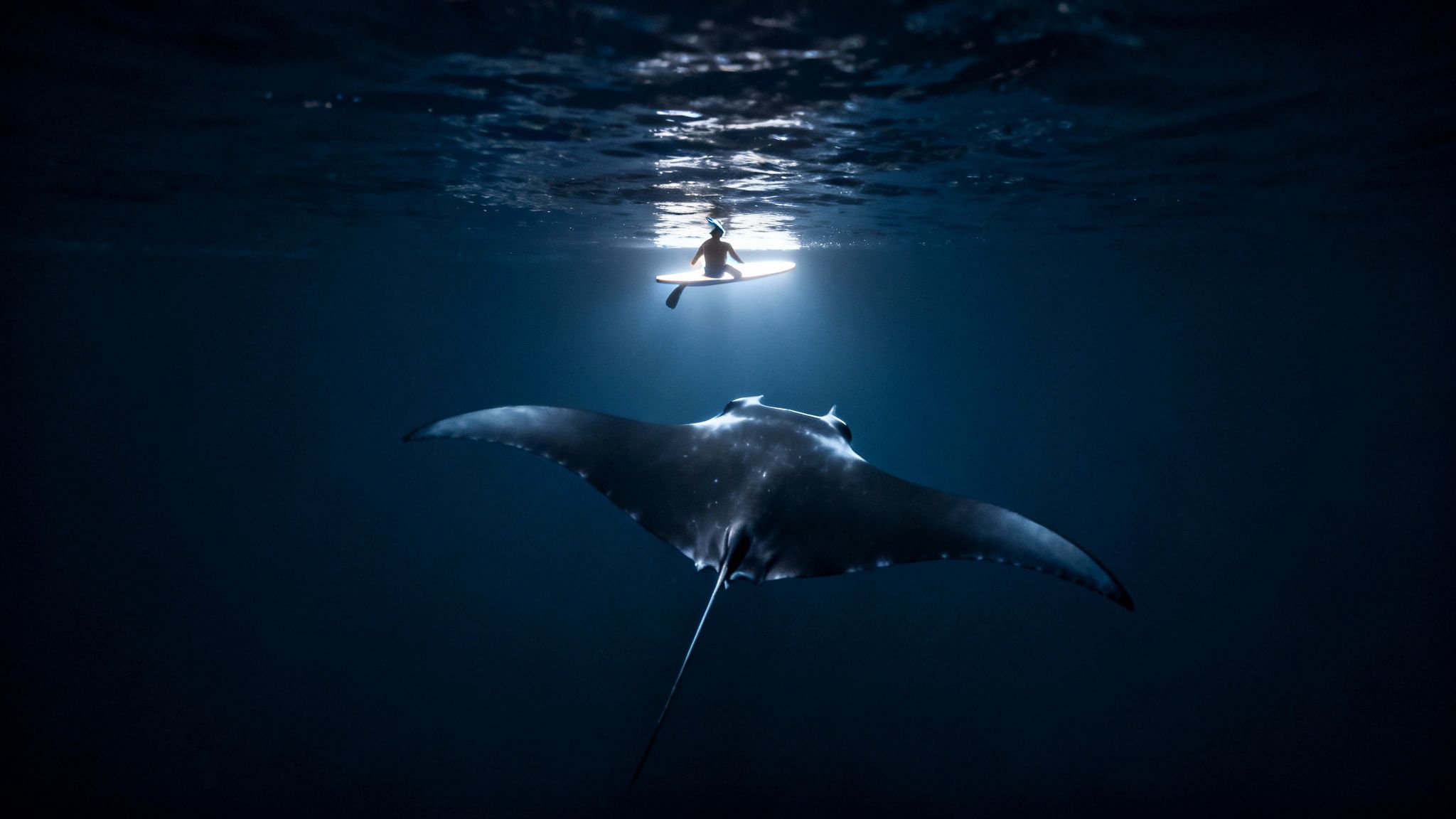 An underwater shot of a majestic manta ray swimming beneath a person on a glowing paddleboard.