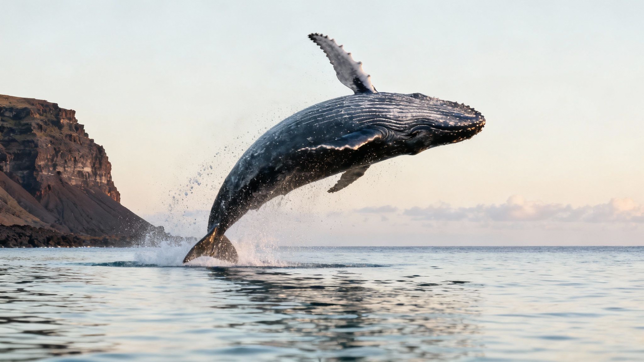 A humpback whale breaching dramatically near the Big Island coast.