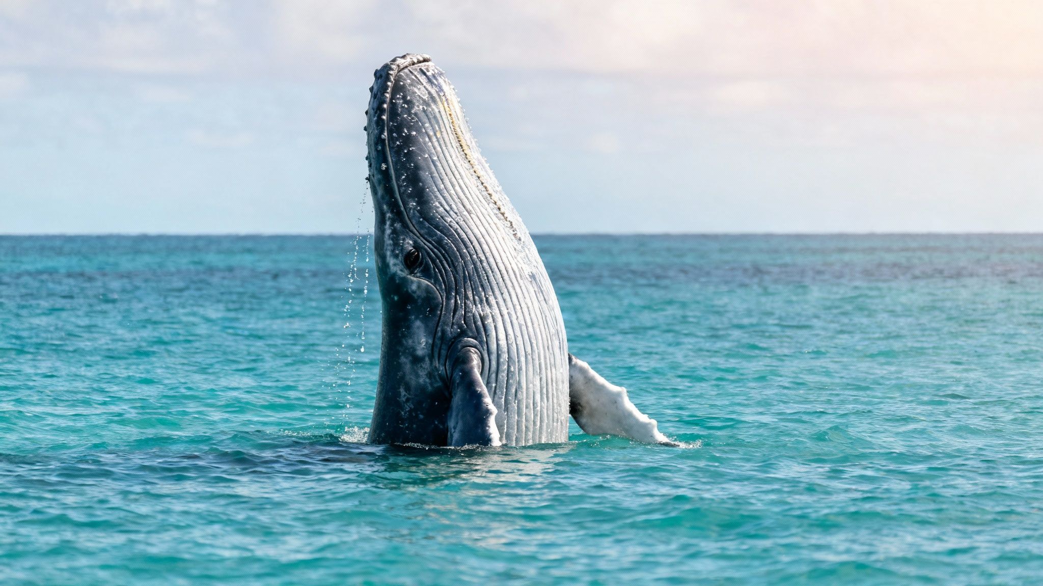 A magnificent humpback whale breaches out of the calm turquoise ocean under a bright sky.
