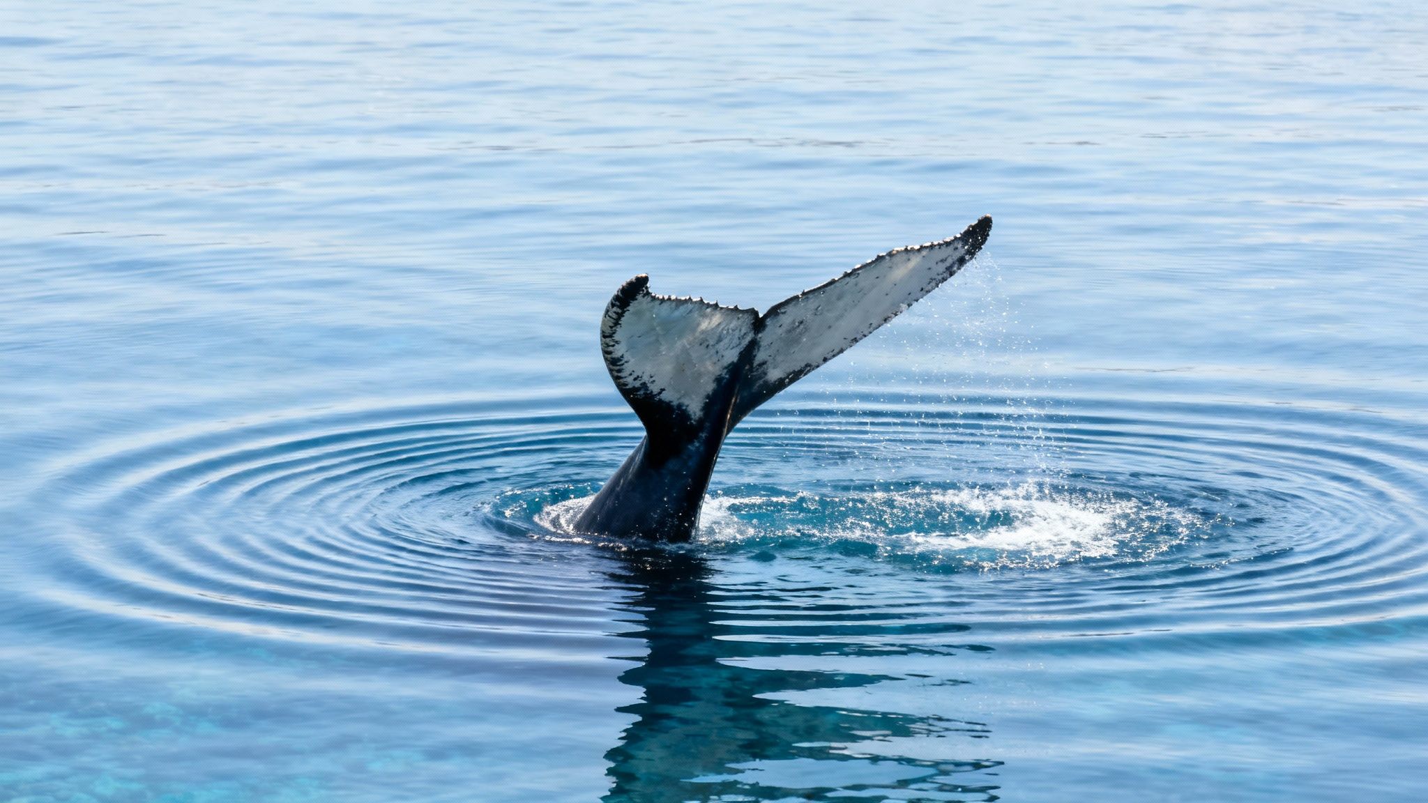 A humpback whale gracefully diving, showing its fluke against the Hawaiian sunset.