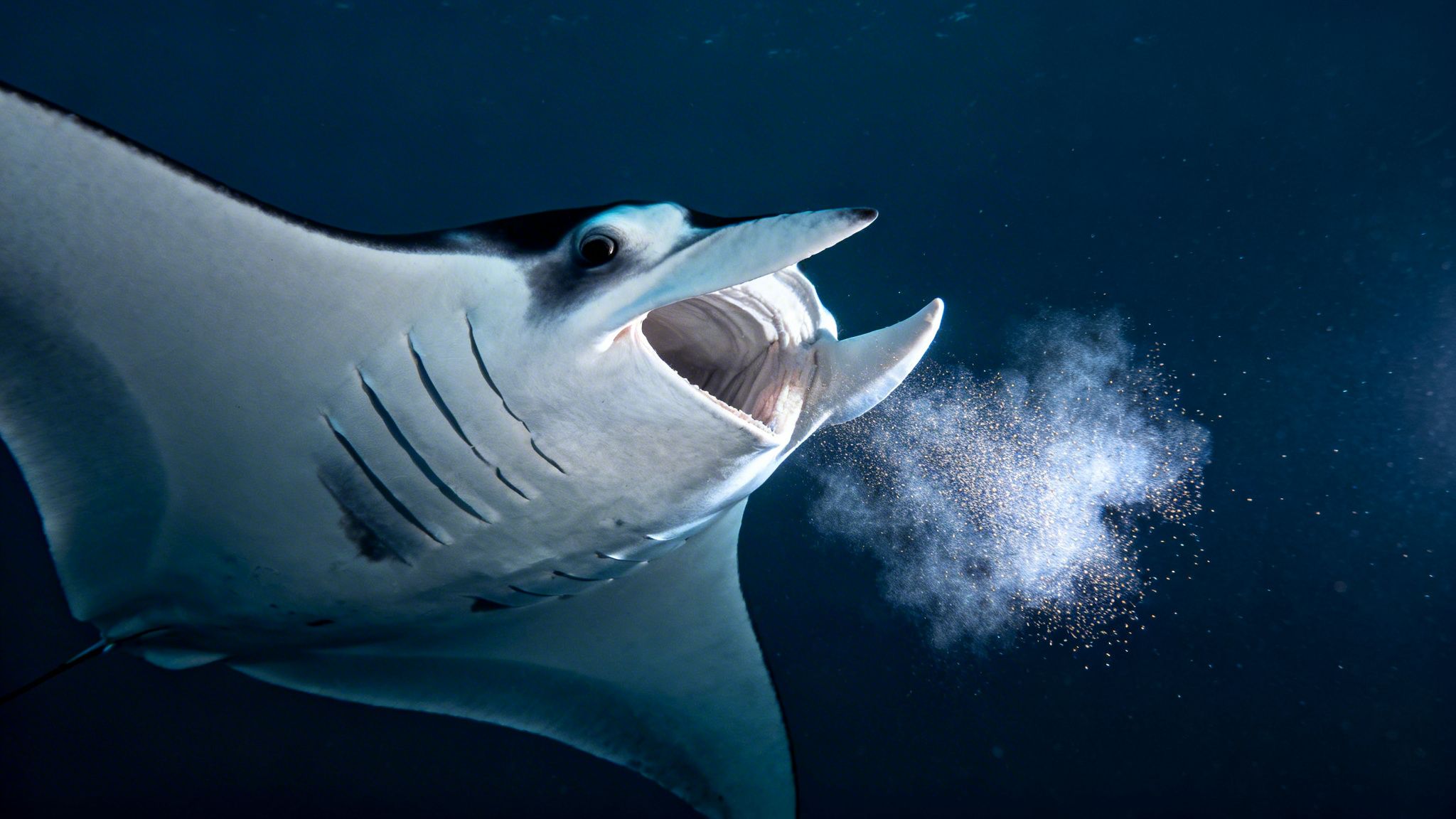 A majestic manta ray expelling a cloud of shimmering bubbles underwater, its mouth wide open.