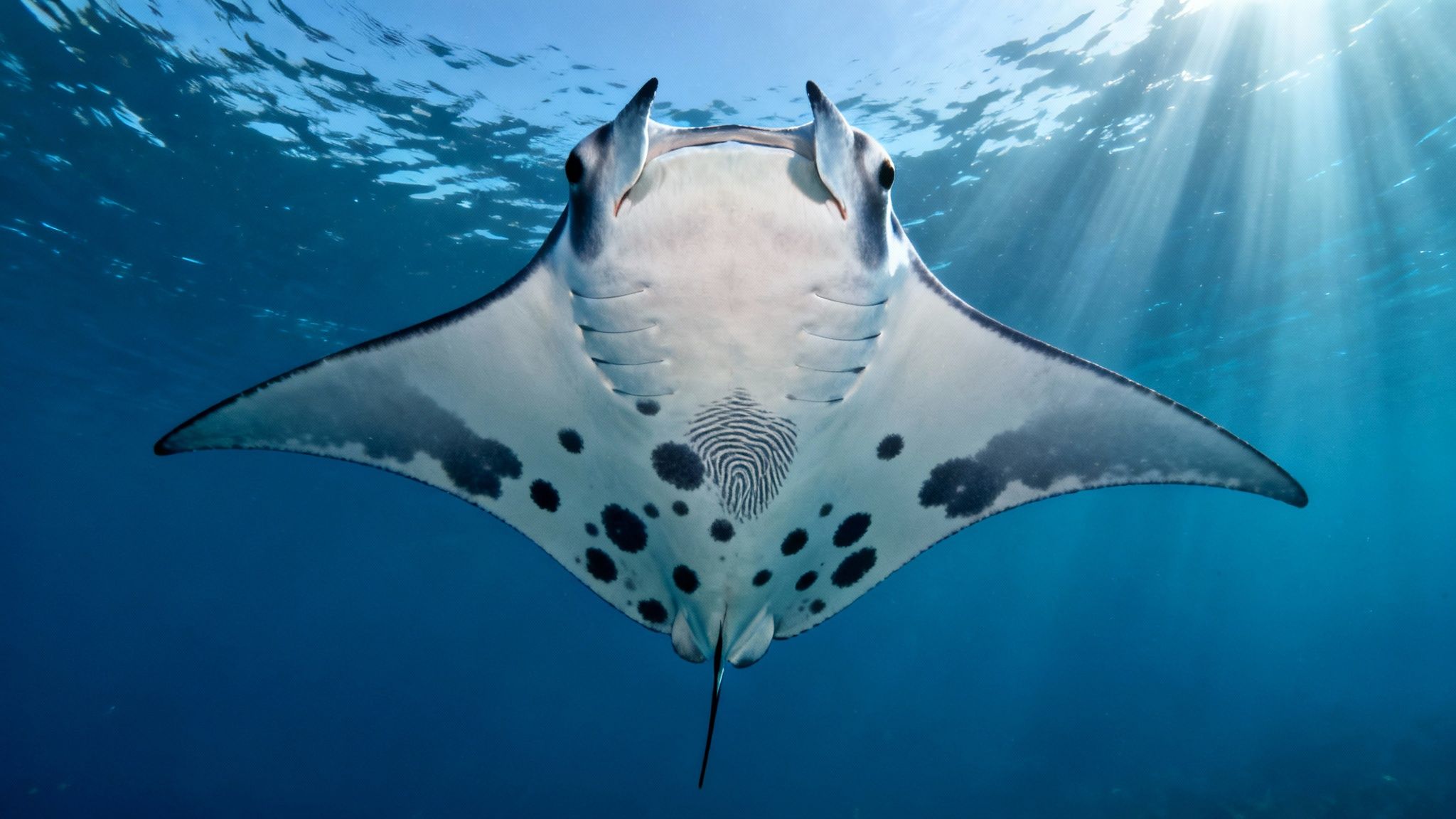 A majestic manta ray swims underwater, its white underside with unique black patterns visible, with sun rays piercing the blue ocean.