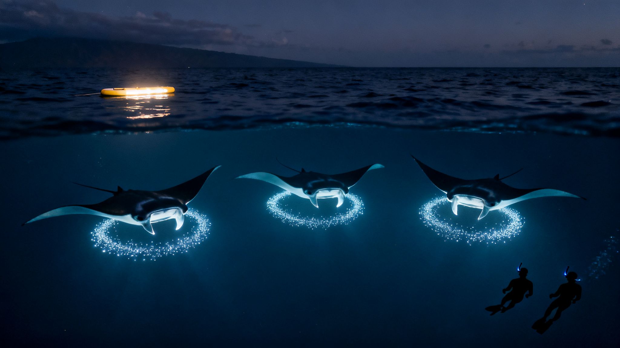 Three manta rays with glowing plankton circles, observed by two divers at night.