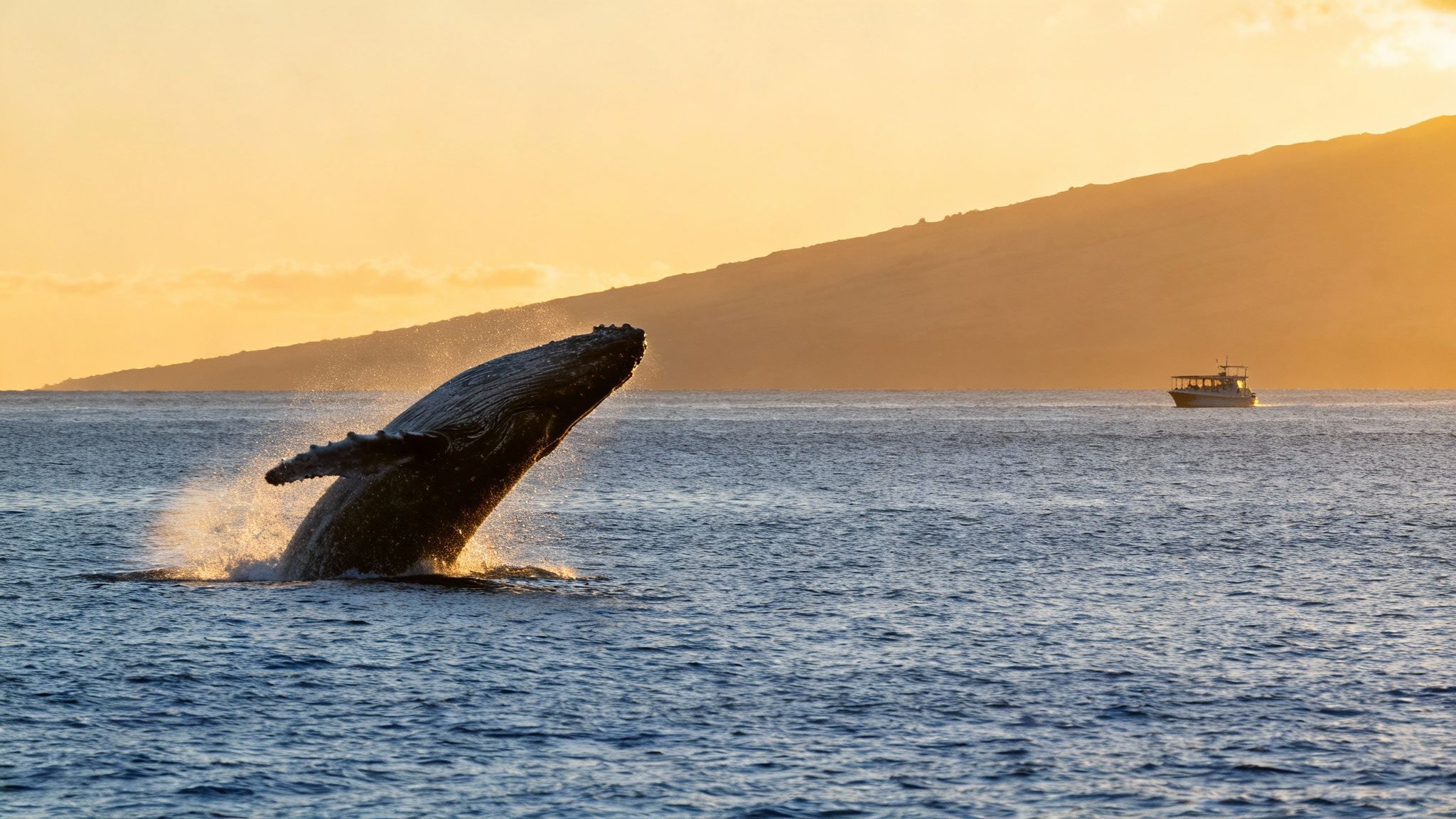 Humpback whale breaching at sunset near Big Island with whale watching boat nearby