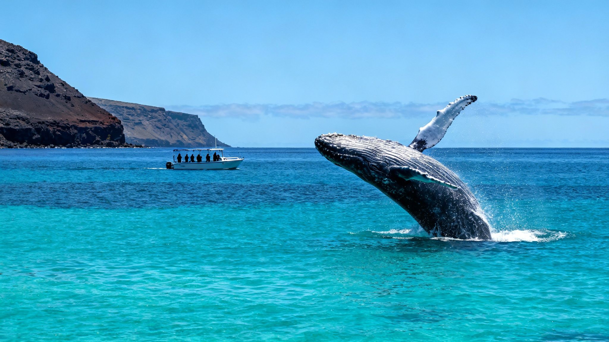 A large humpback whale breaches out of vibrant blue ocean water, observed by a distant tour boat near a rocky coastline.