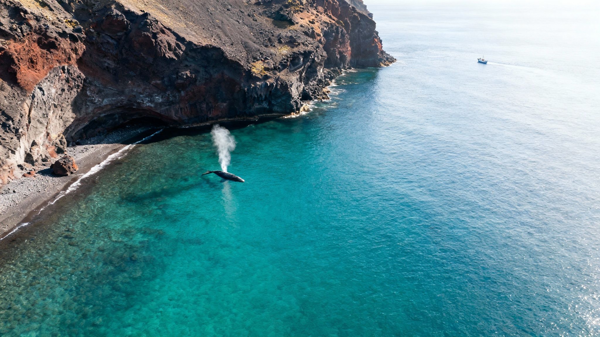 An aerial view captures a large whale spouting water next to a rocky cliff and beach.