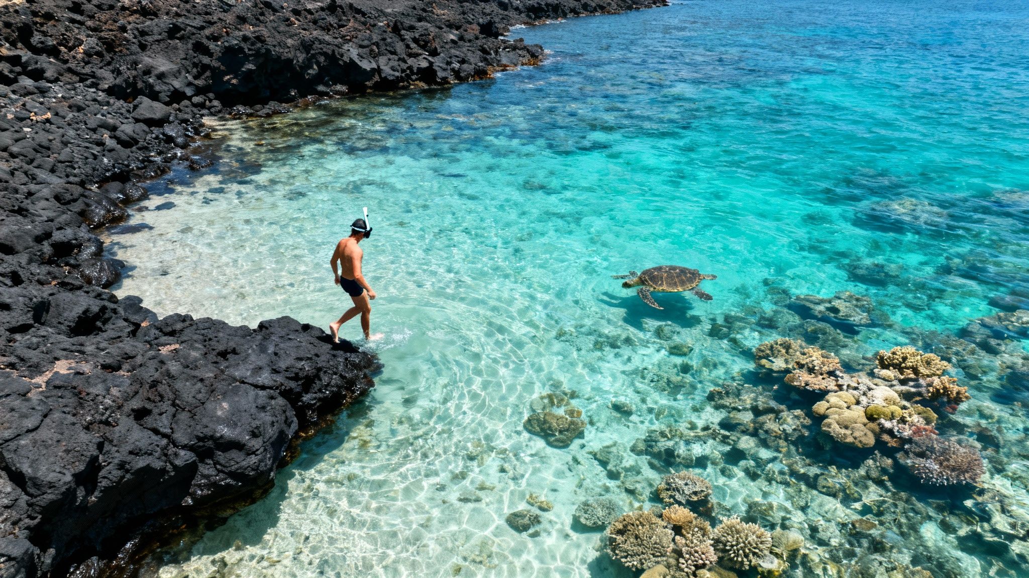 Man with snorkel gear entering vibrant turquoise ocean with a sea turtle and coral reefs.