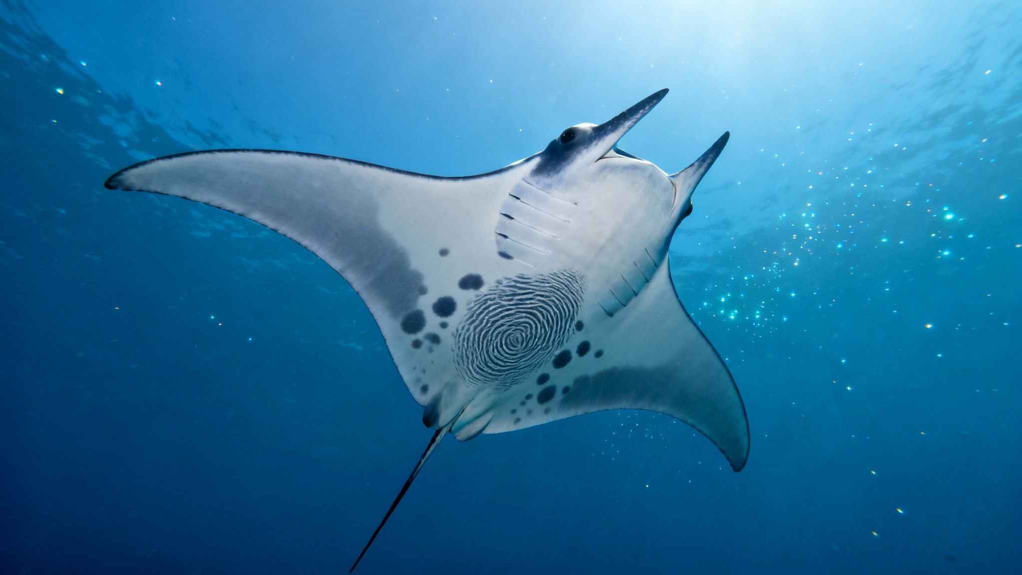 A large manta ray glides through the dark ocean water, its white underside illuminated by lights.