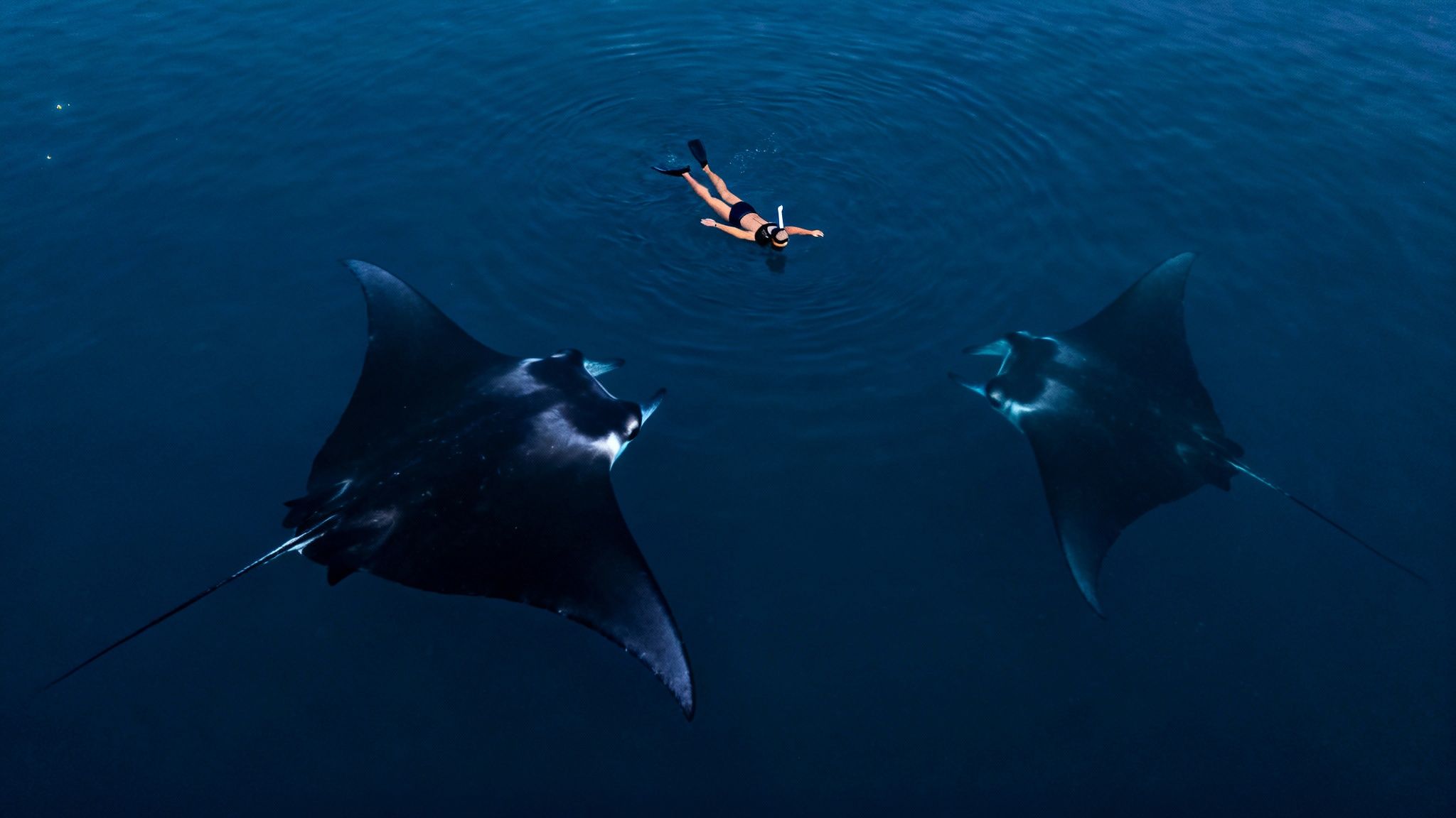 Aerial shot of a person snorkeling with two magnificent manta rays in clear blue water.