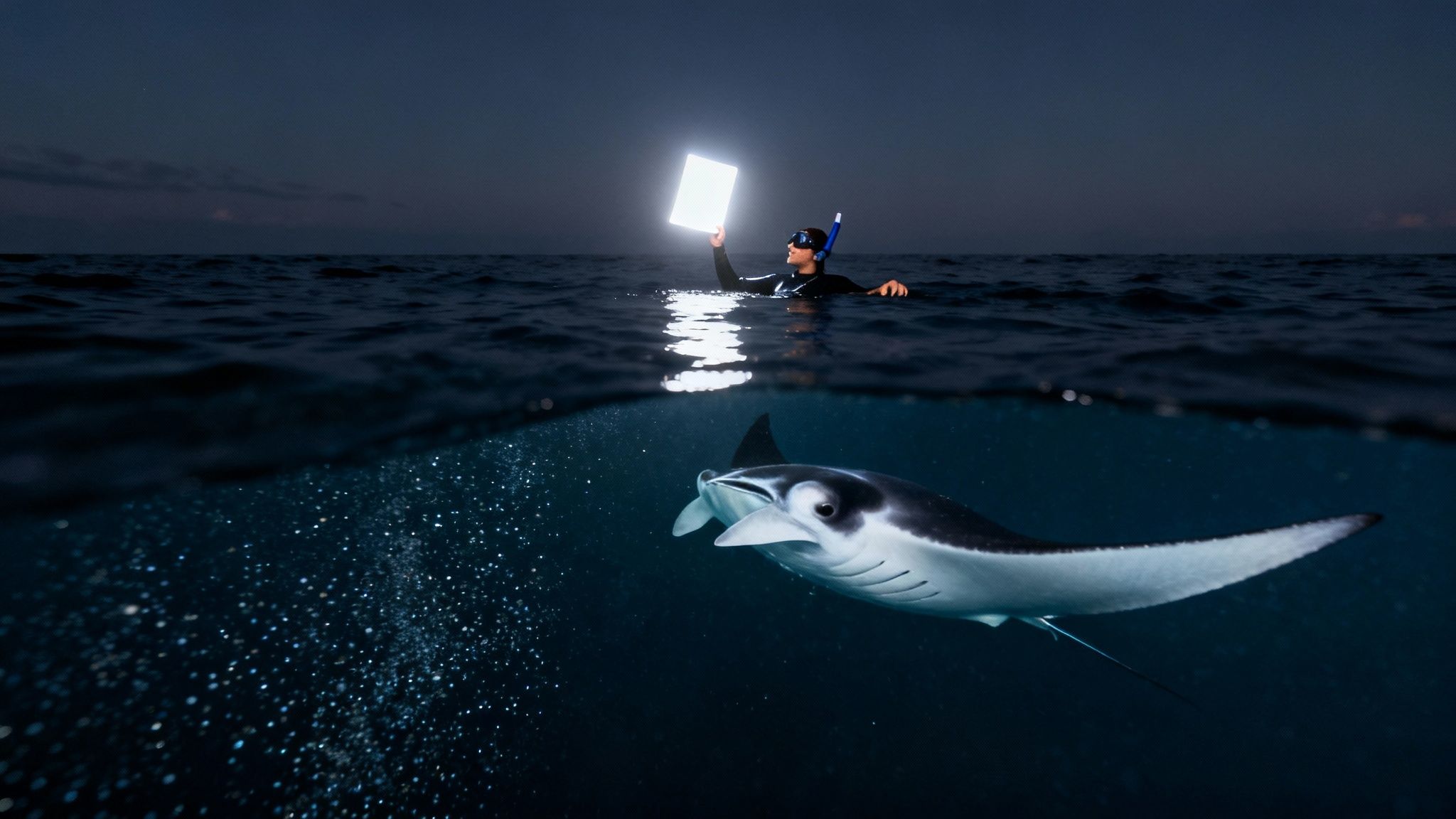 Split-level shot of a person snorkeling at night, holding a bright light, with a manta ray swimming below.
