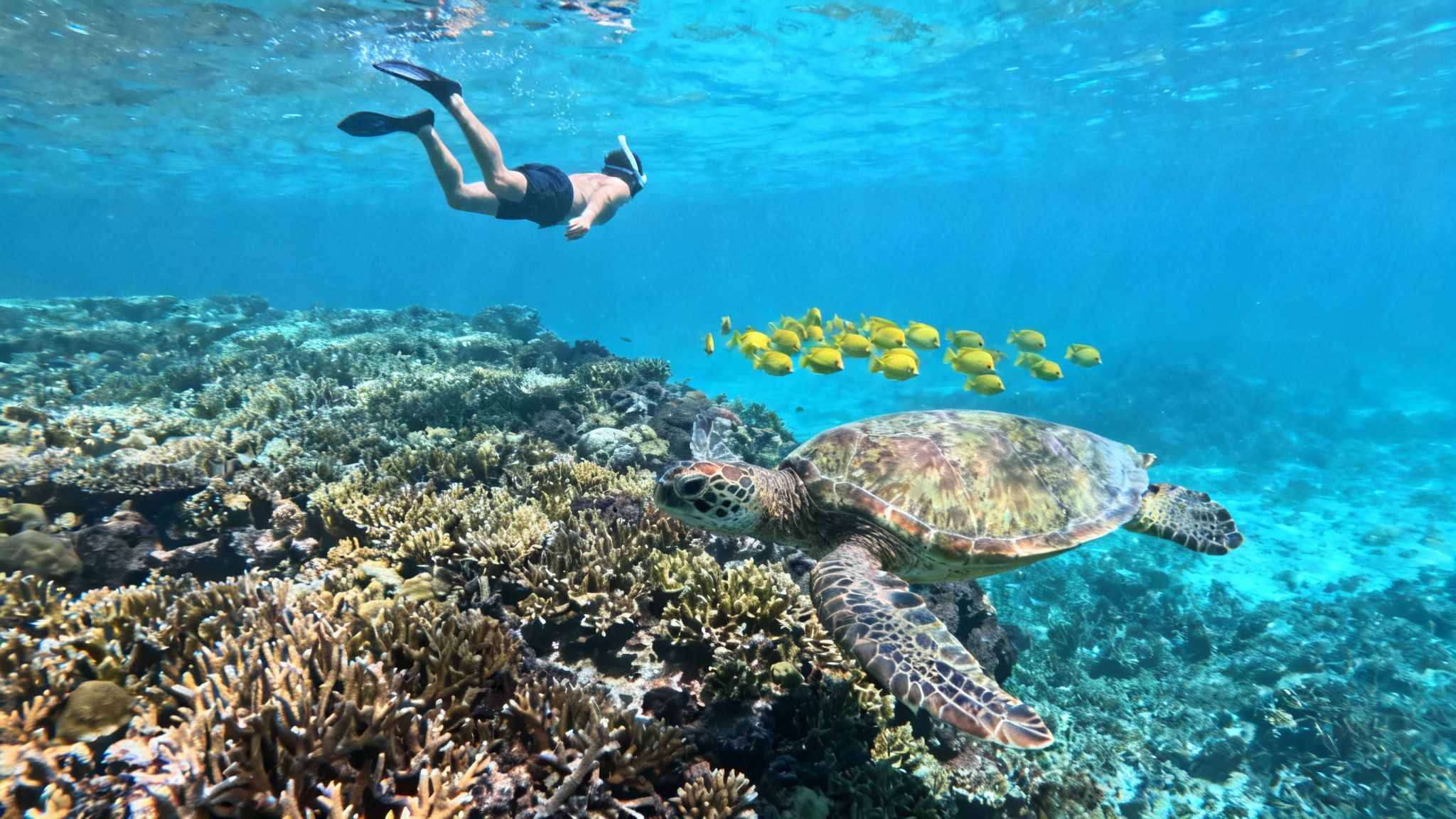 An underwater shot of a snorkeler observing a sea turtle and school of yellow fish over a coral reef.