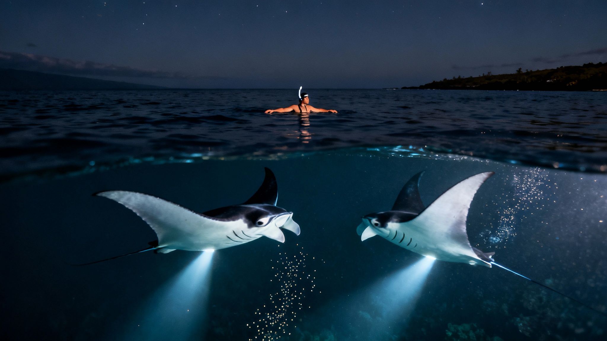 An over-under shot of a snorkeler and two manta rays feeding at night under starlit sky.