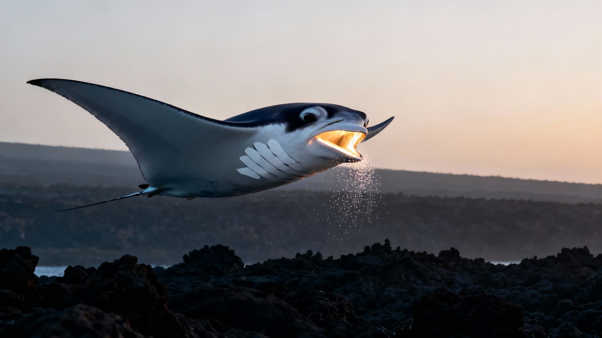 A majestic manta ray with a glowing mouth leaps from dark water at sunset.