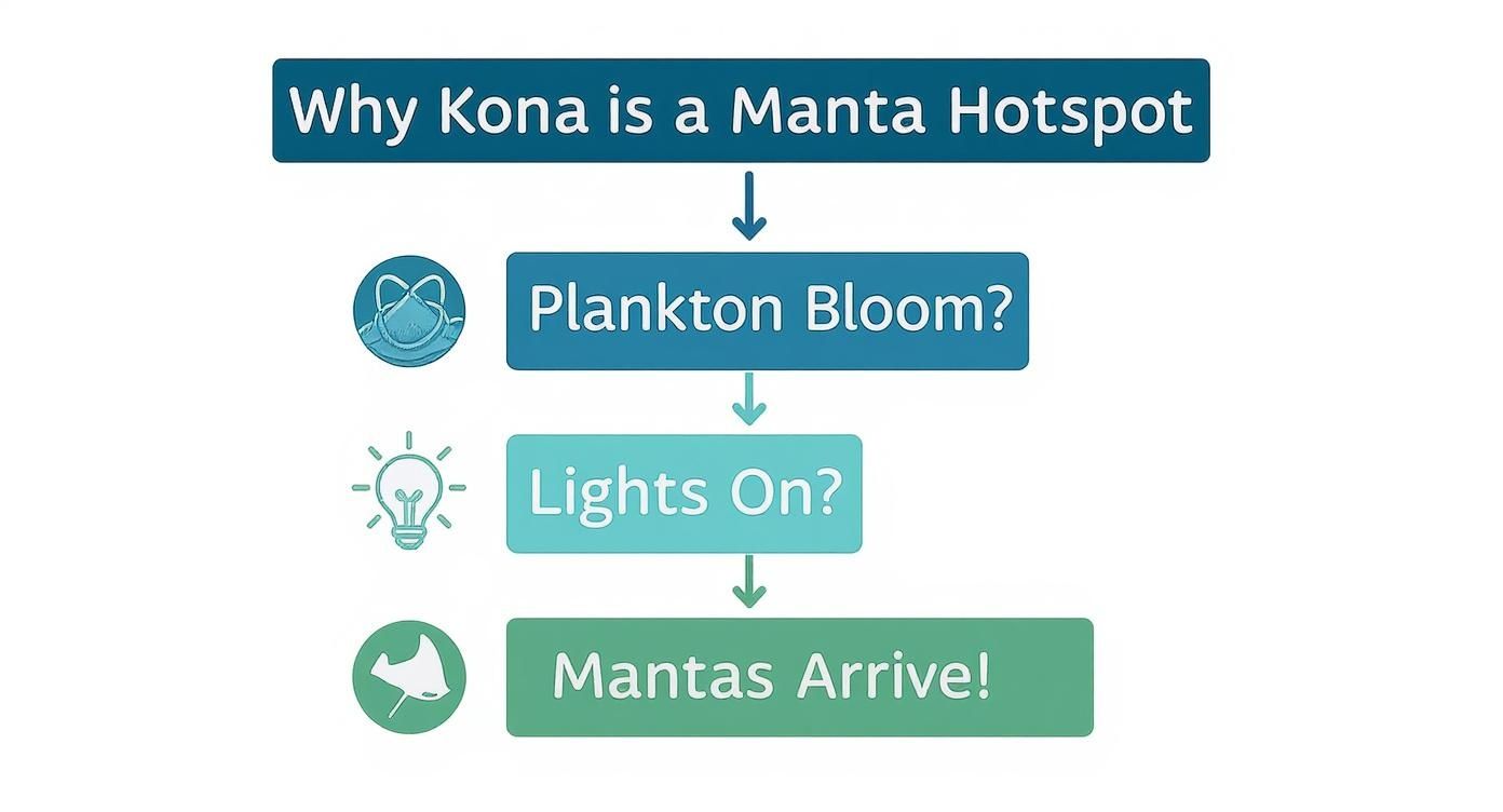 Infographic about manta ray snorkel kona
