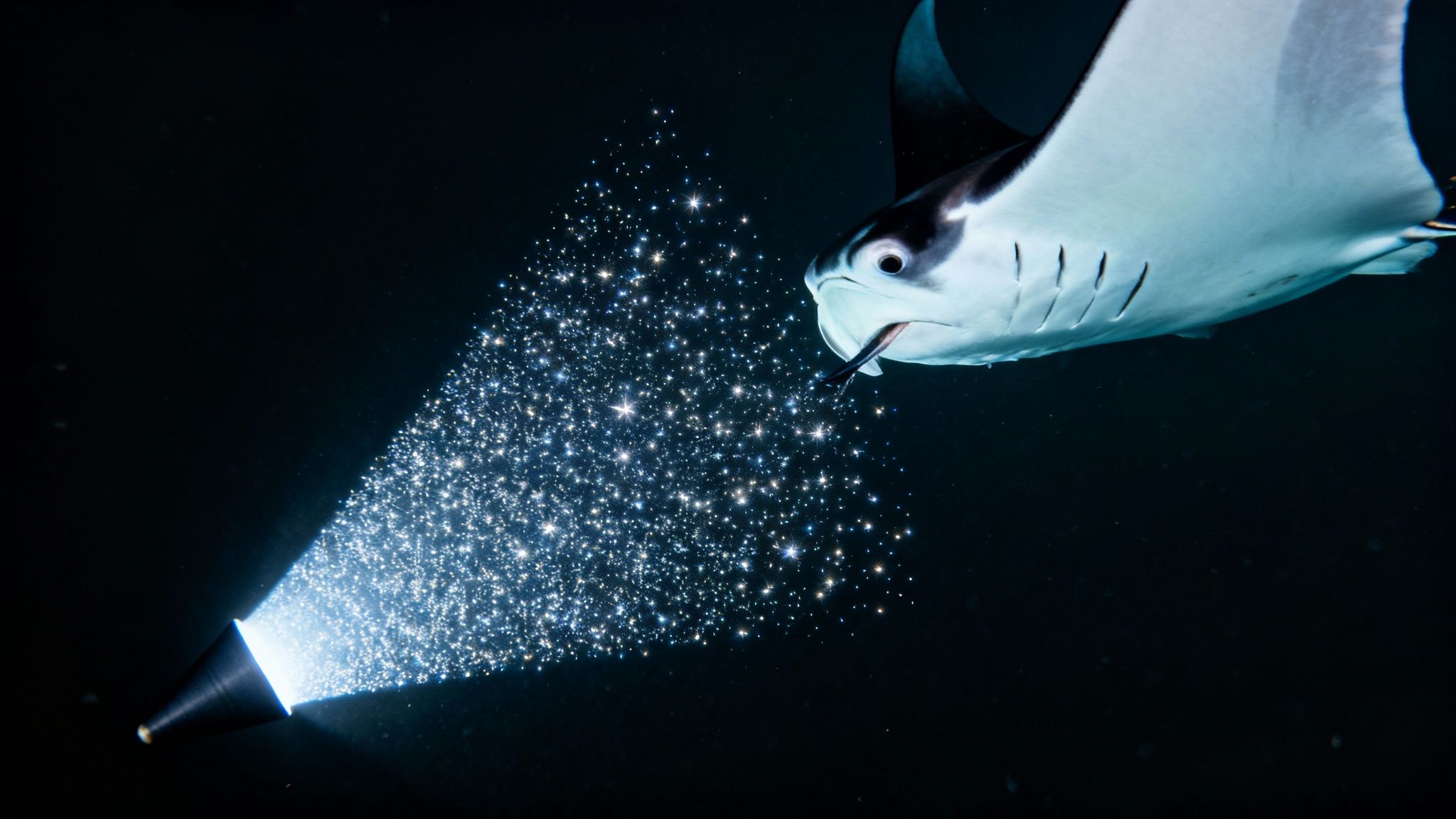 A majestic manta ray approaches a cone-shaped device emitting a shimmering cascade of sparkling plankton underwater.