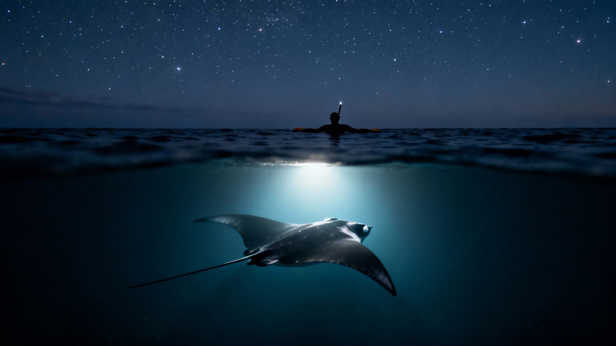 A snorkeler shines a light on a majestic manta ray swimming under a starry night sky.