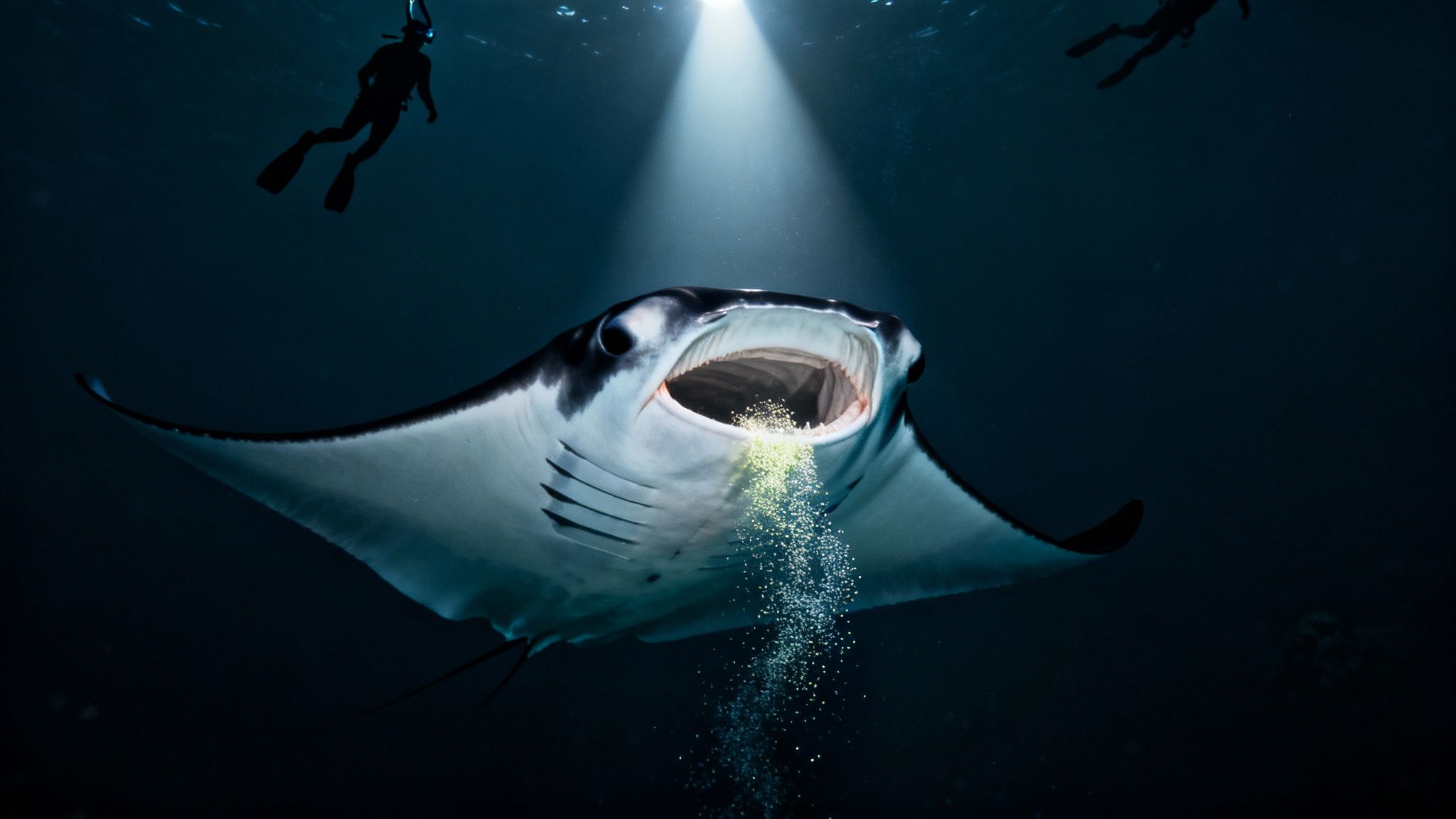 A majestic manta ray feeds on plankton under a bright light, observed by snorkellers.