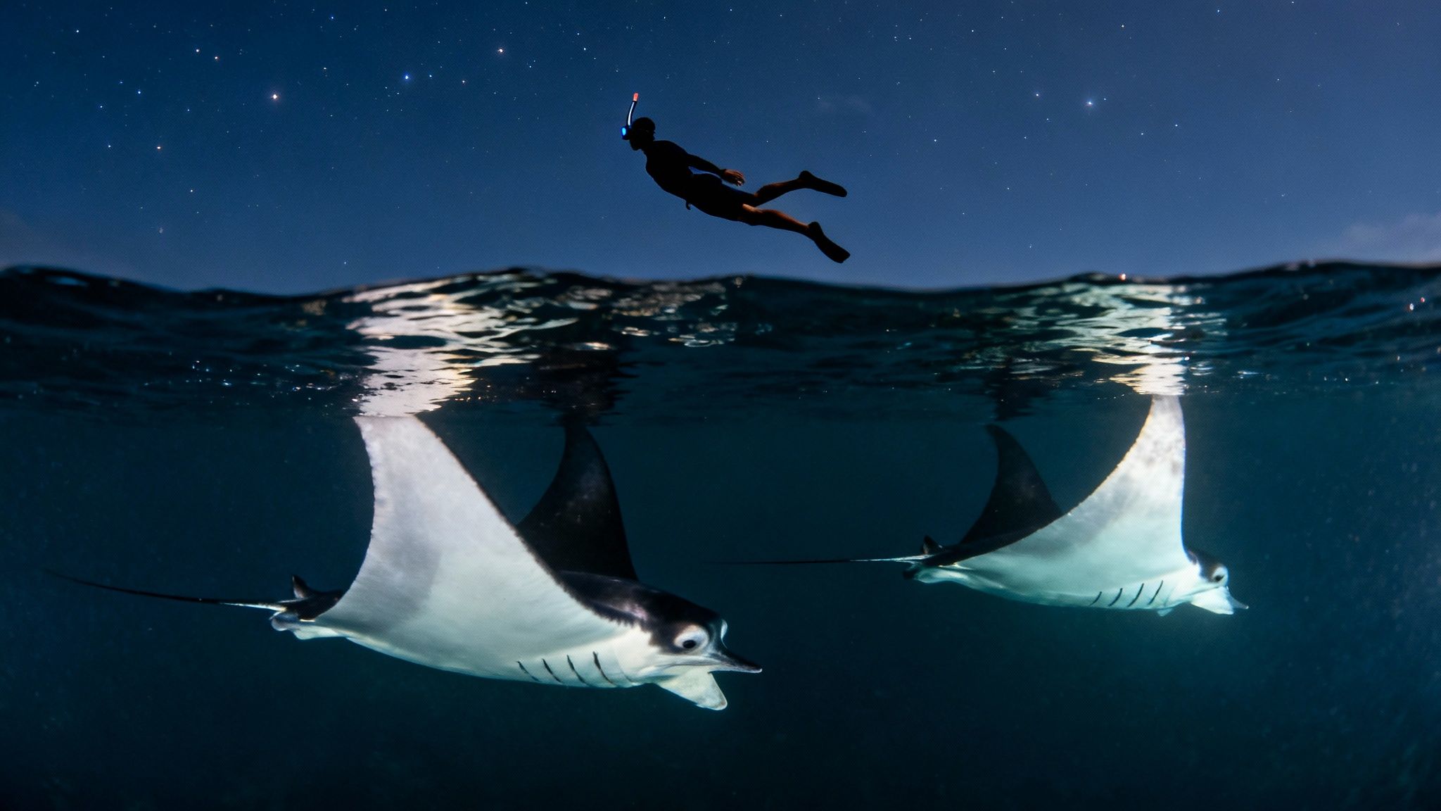 Split-level view of a person snorkeling under a starry night sky with two manta rays below.