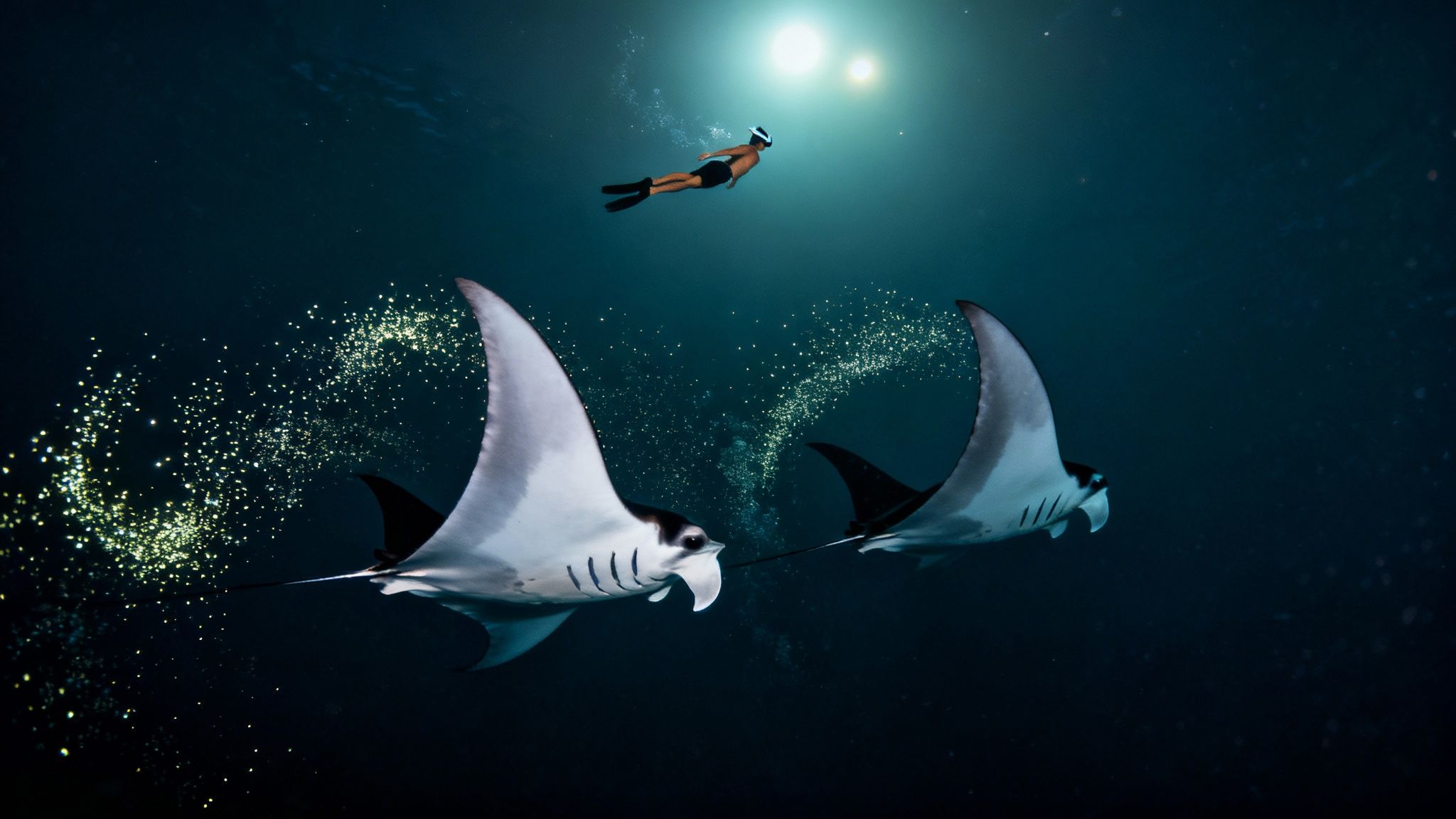 A snorkeler observes two majestic manta rays swimming gracefully in a dark blue ocean with light rays.