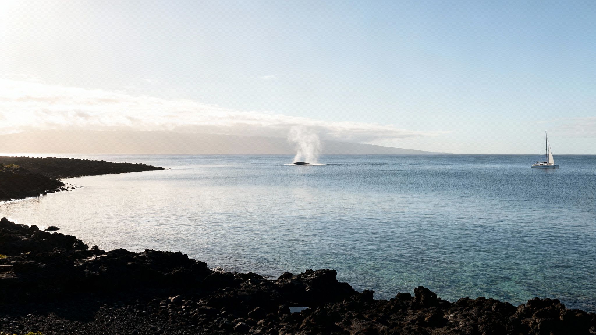 Humpback whale tail fluke rising out of the water with the Big Island coast in the background.