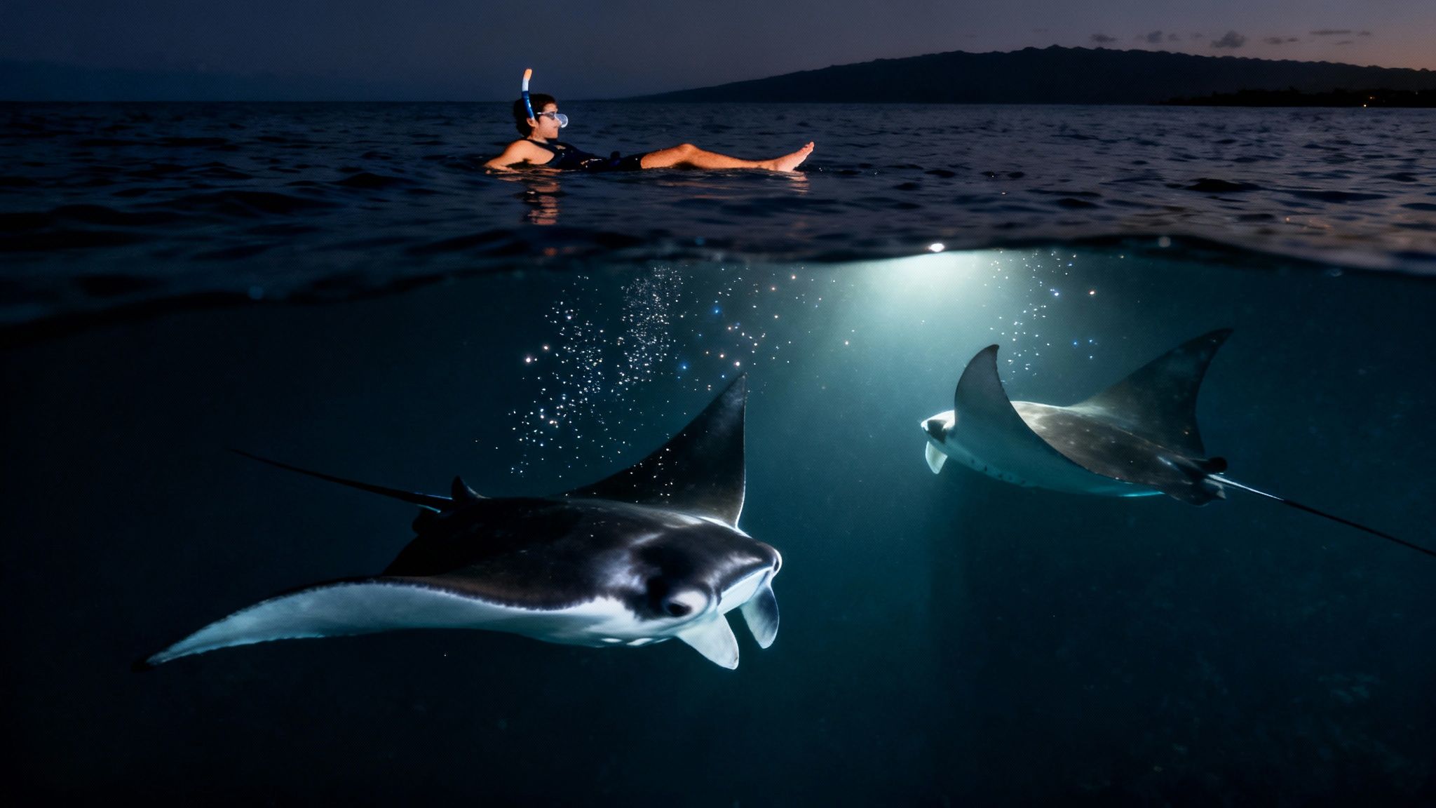 Split-level view of a person snorkeling above two majestic manta rays at night.