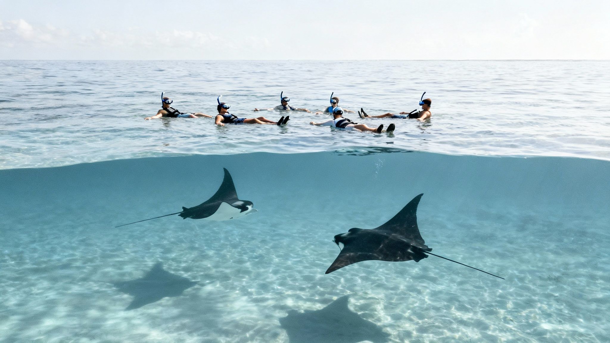People snorkeling above, while two majestic manta rays gracefully swim in the clear ocean below.
