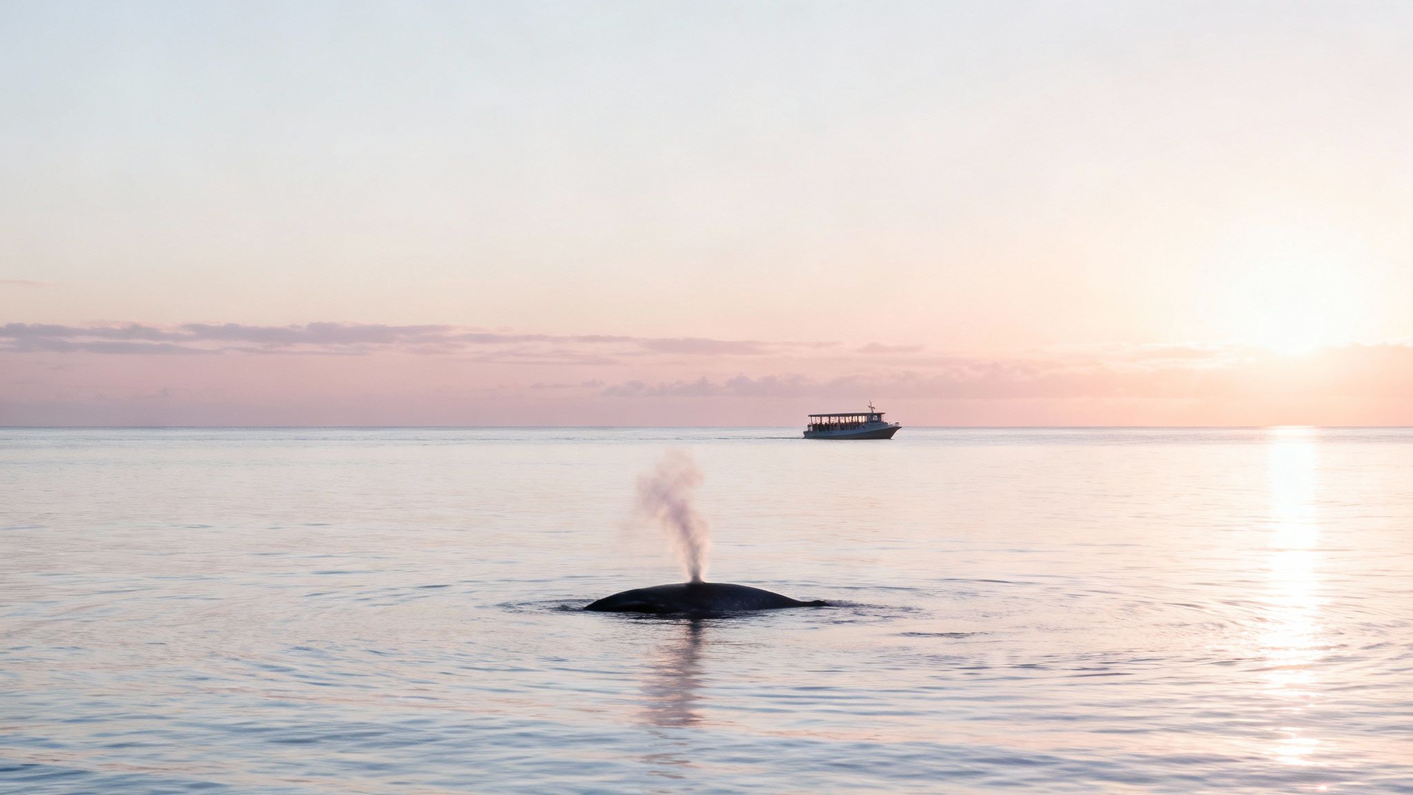 A majestic whale spouts water, with a distant tour boat during a serene sunrise over calm ocean.
