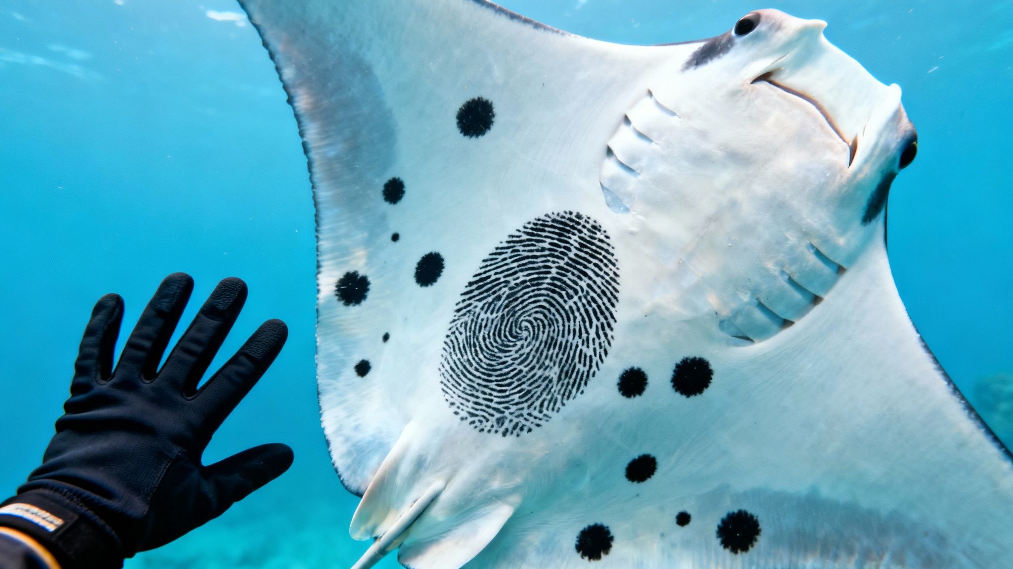 A diver's gloved hand nears a manta ray displaying a unique fingerprint pattern underwater.