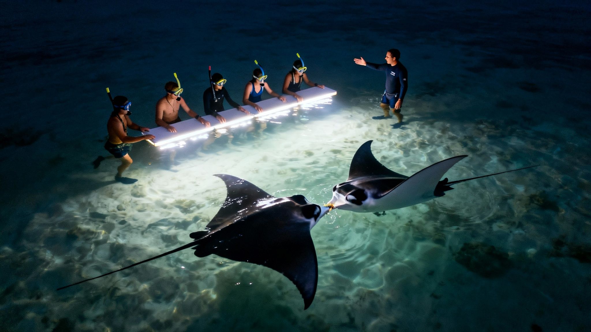 People night snorkeling with an illuminated board, observing two manta rays interacting in clear ocean water.