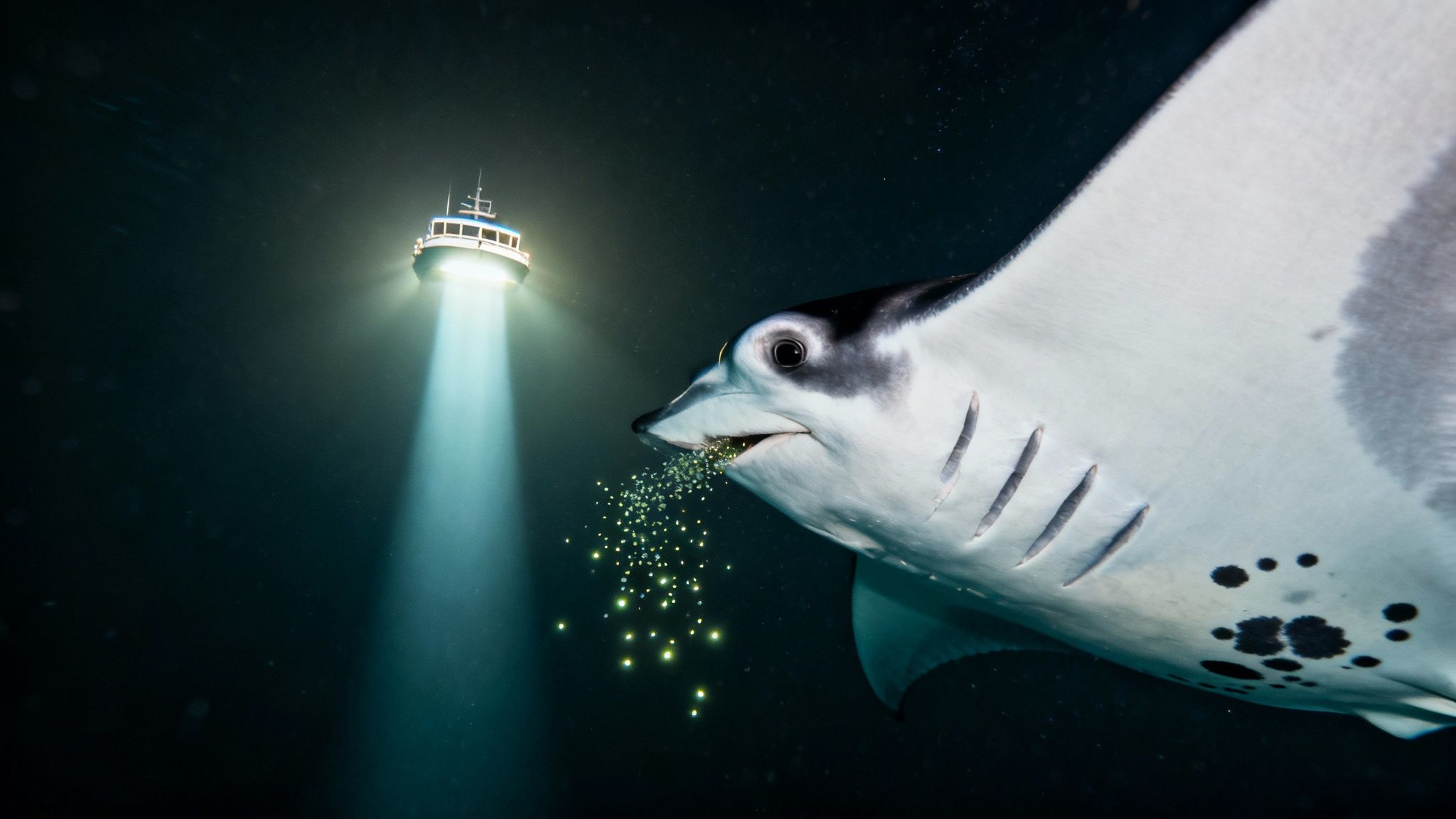 A majestic manta ray feeds on glowing plankton under a boat's bright spotlight at night.