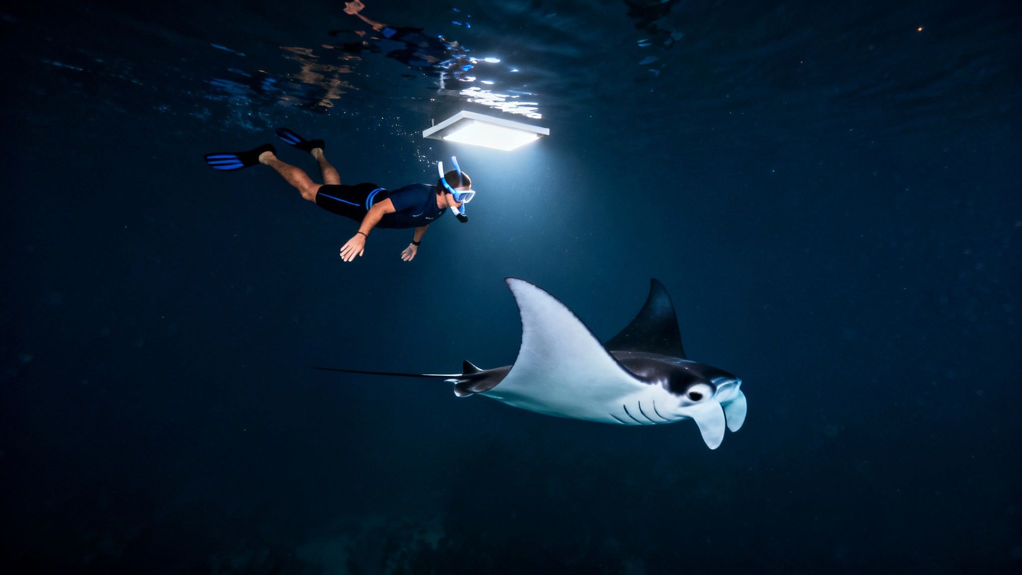 A person snorkels with a large manta ray illuminated by an underwater light at night.