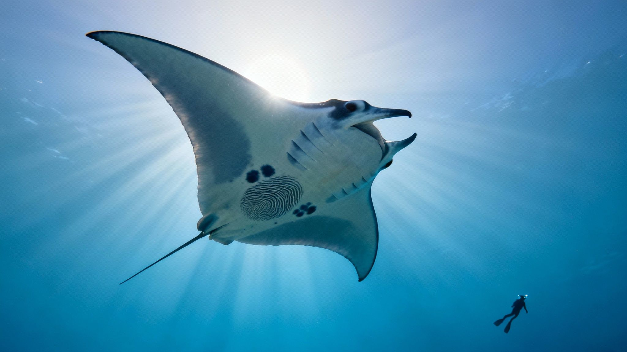 A group of snorkelers holding onto a a light board as a large manta ray swims just below them.