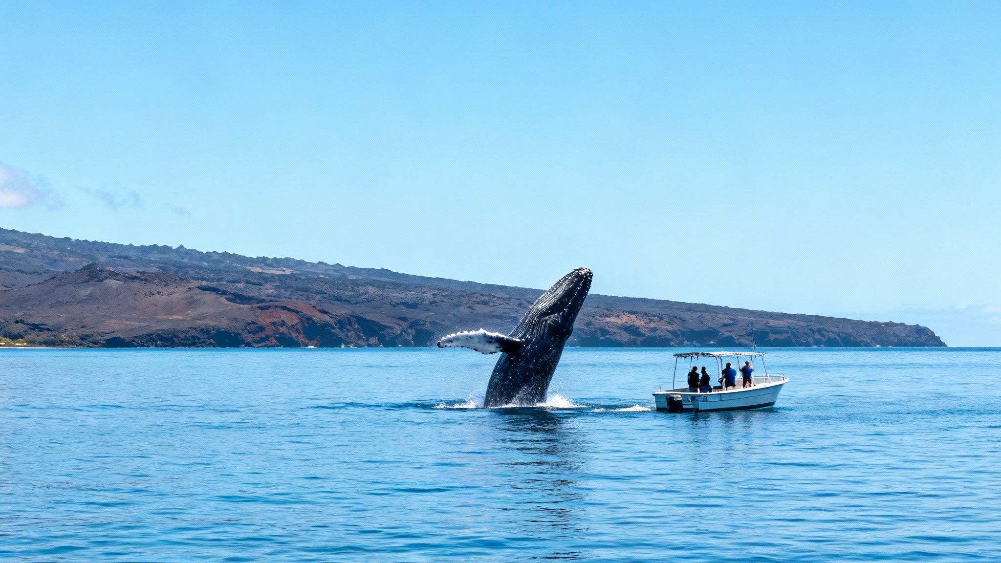 A majestic humpback whale breaches out of the ocean near a small boat with tourists and a volcanic island.